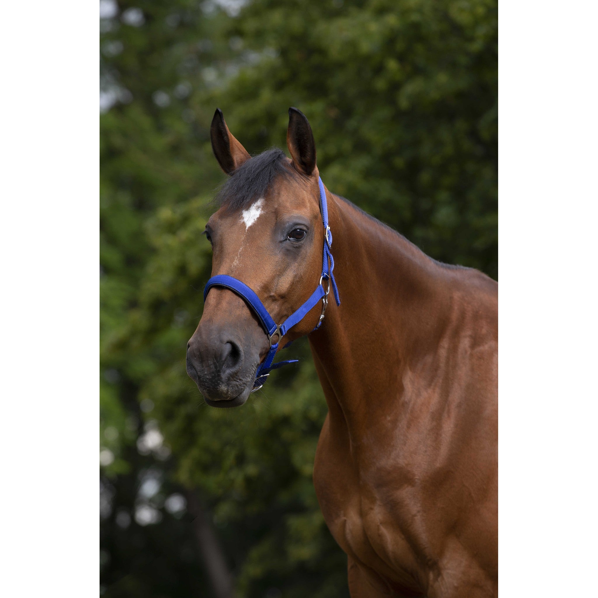 Norton nylon and neoprene lined Halter Royal blue 510494306