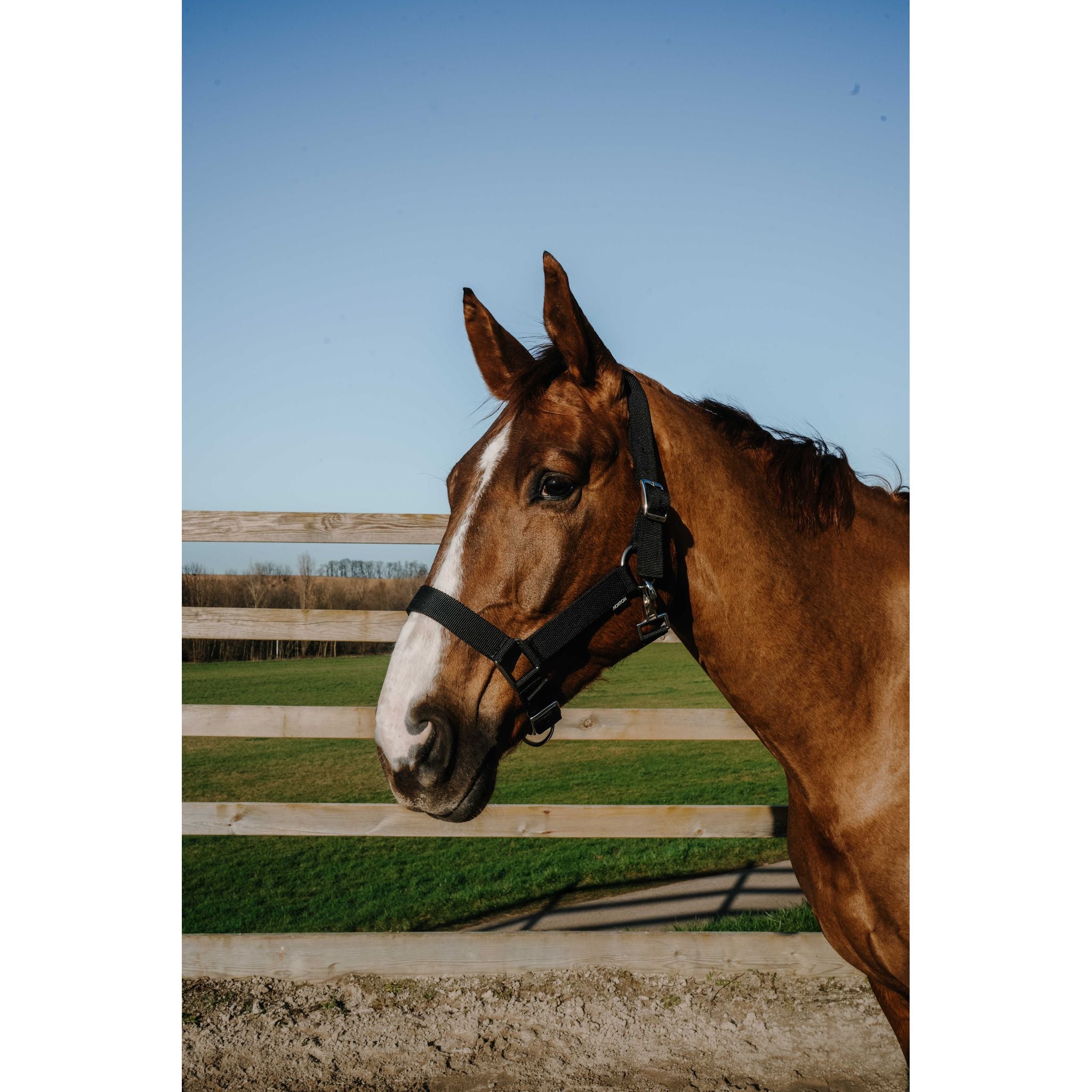 NORTON Halter - Extra Black - 510342302_ambi_1