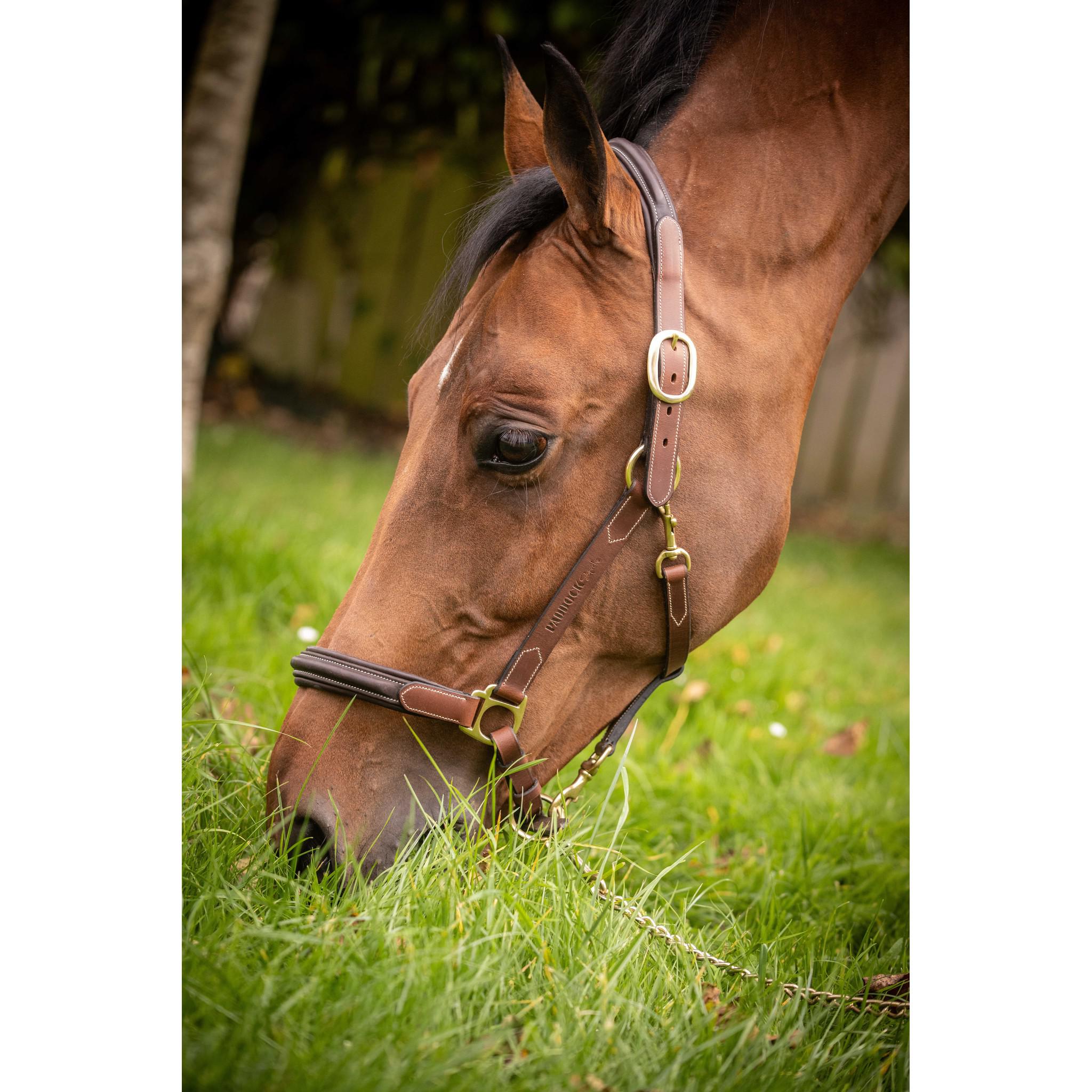 Paddock Sports 3-Snap Halter Havana 301614304