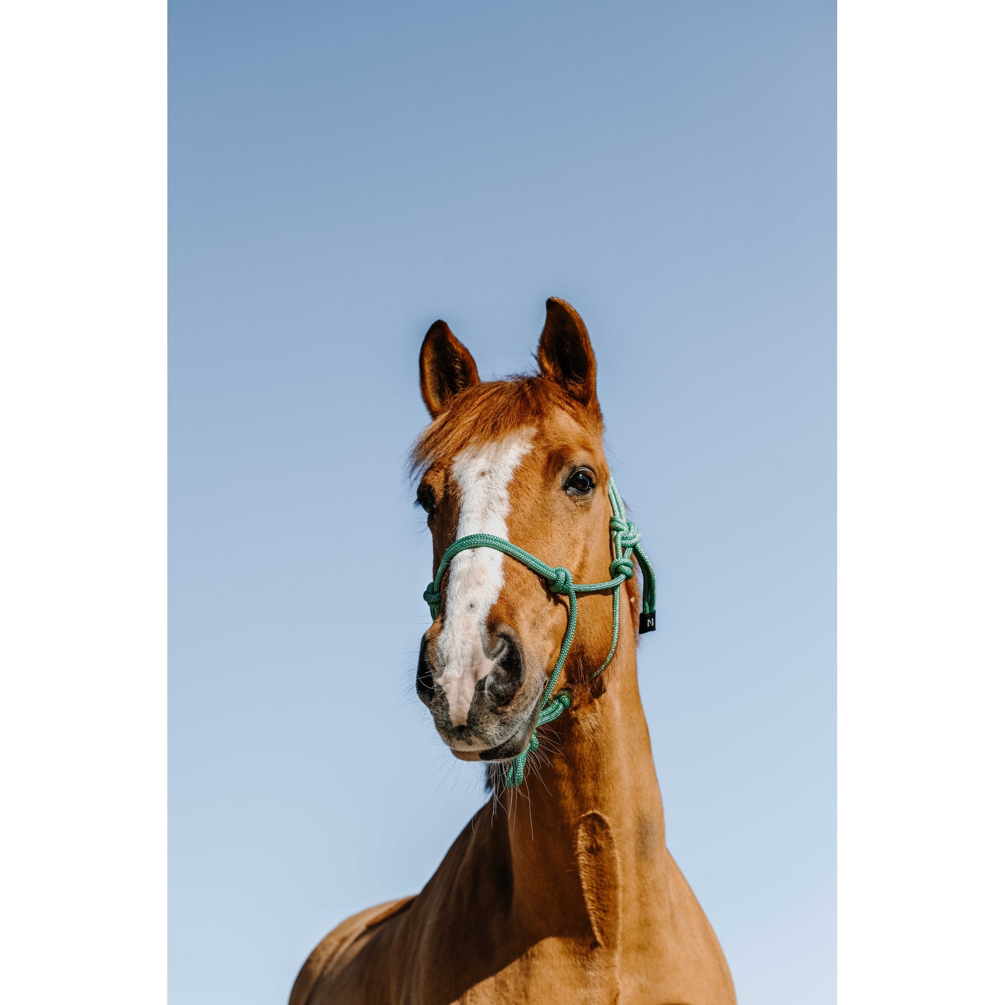 NORTON Glim Ethological Halter Light green/silver 510271901