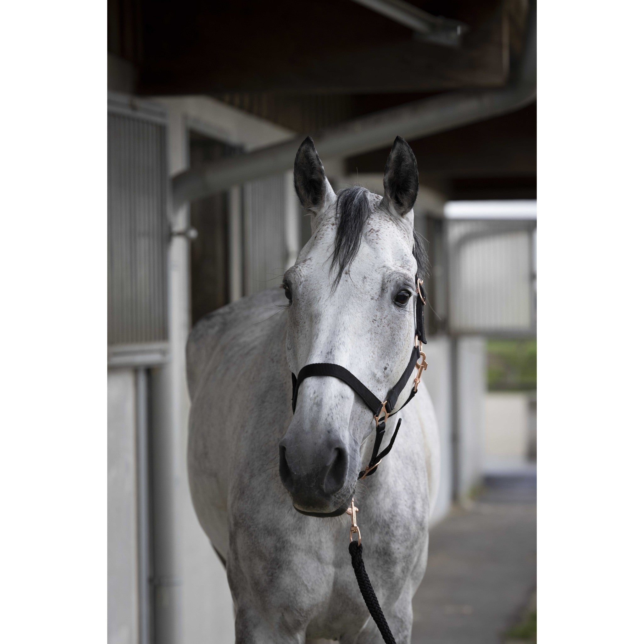 Norton Rose gold Halter + Lead Rope Black 510498002