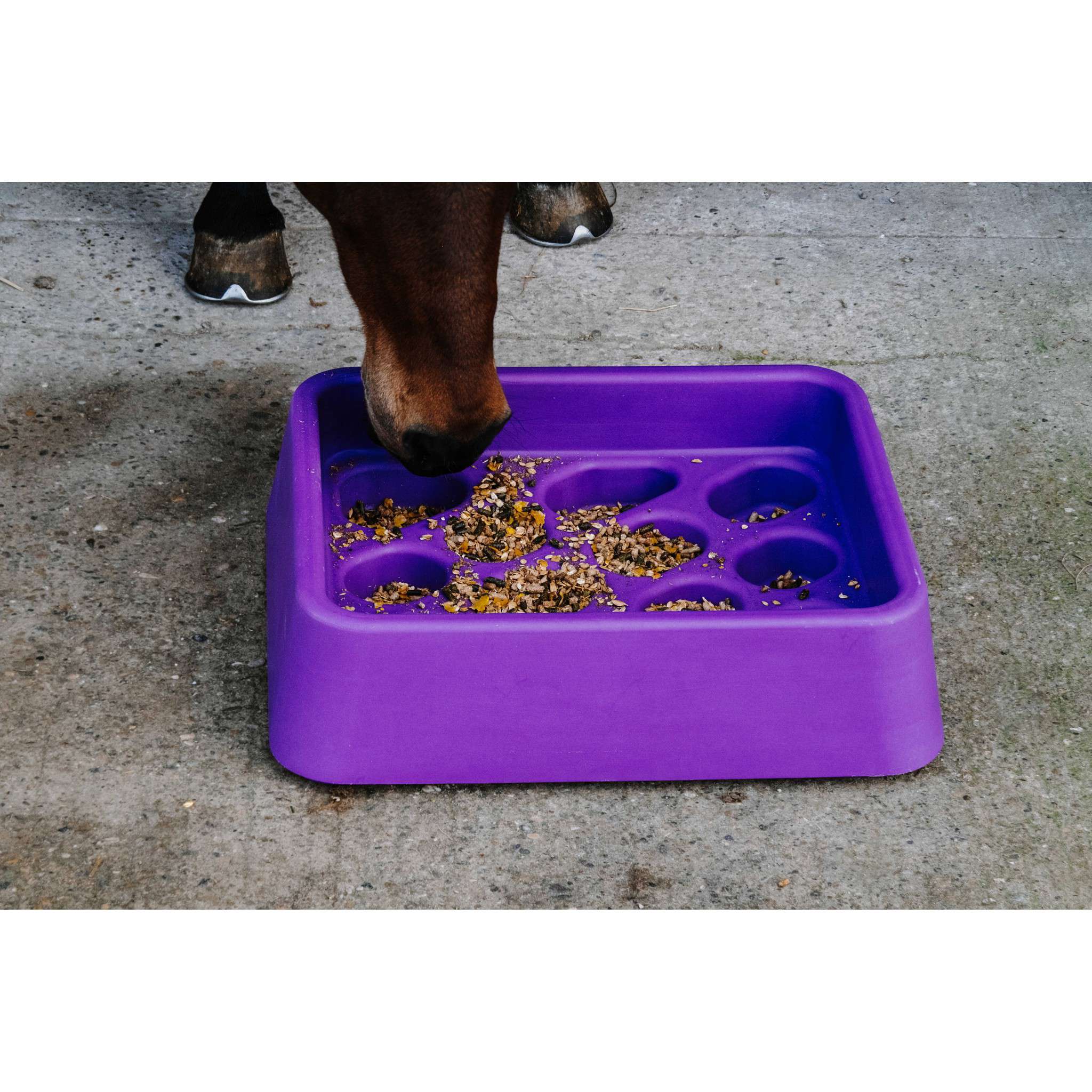 Hippo-Tonic Anti-gorging Feeder Purple 704014015