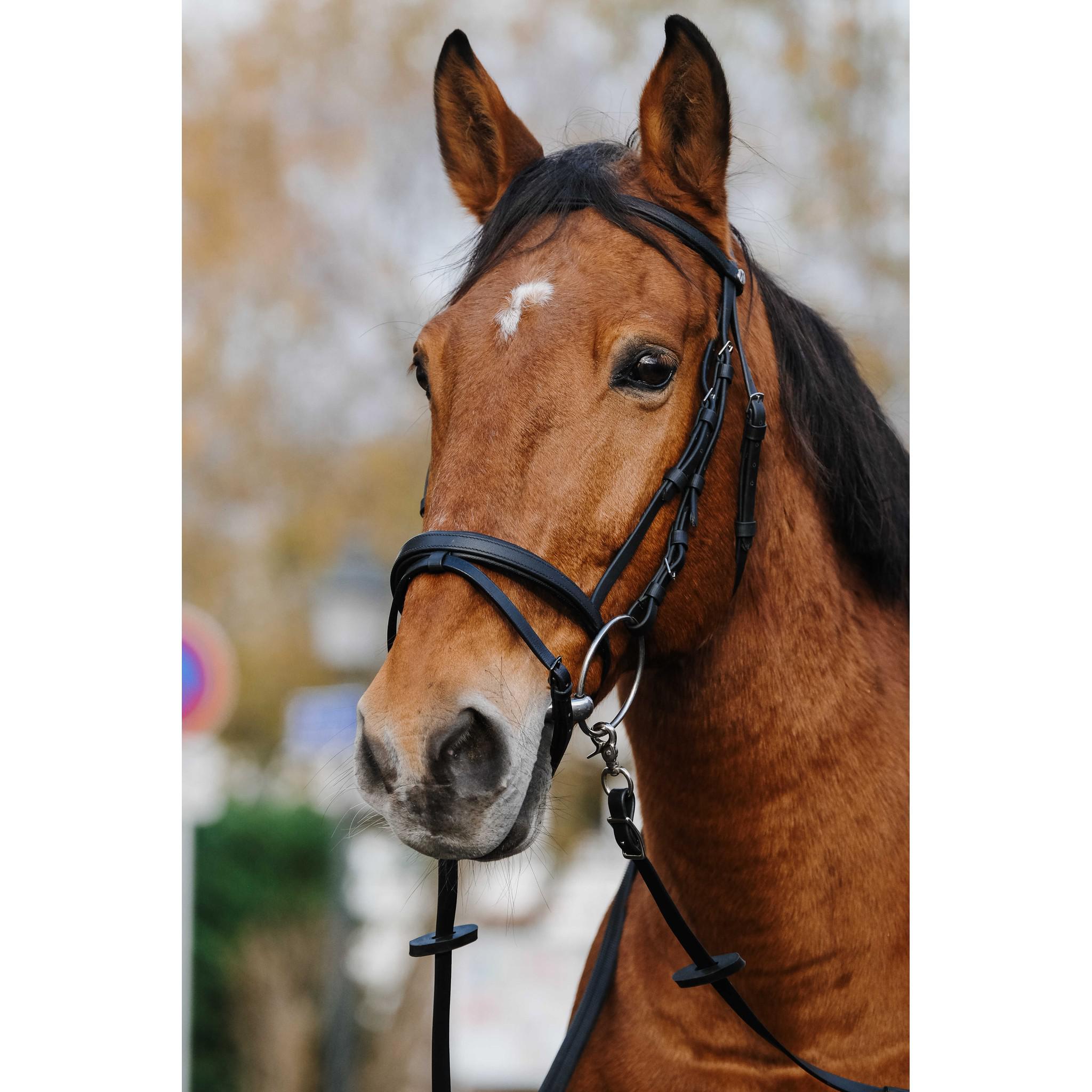 Norton Training Bridle Black 301926302