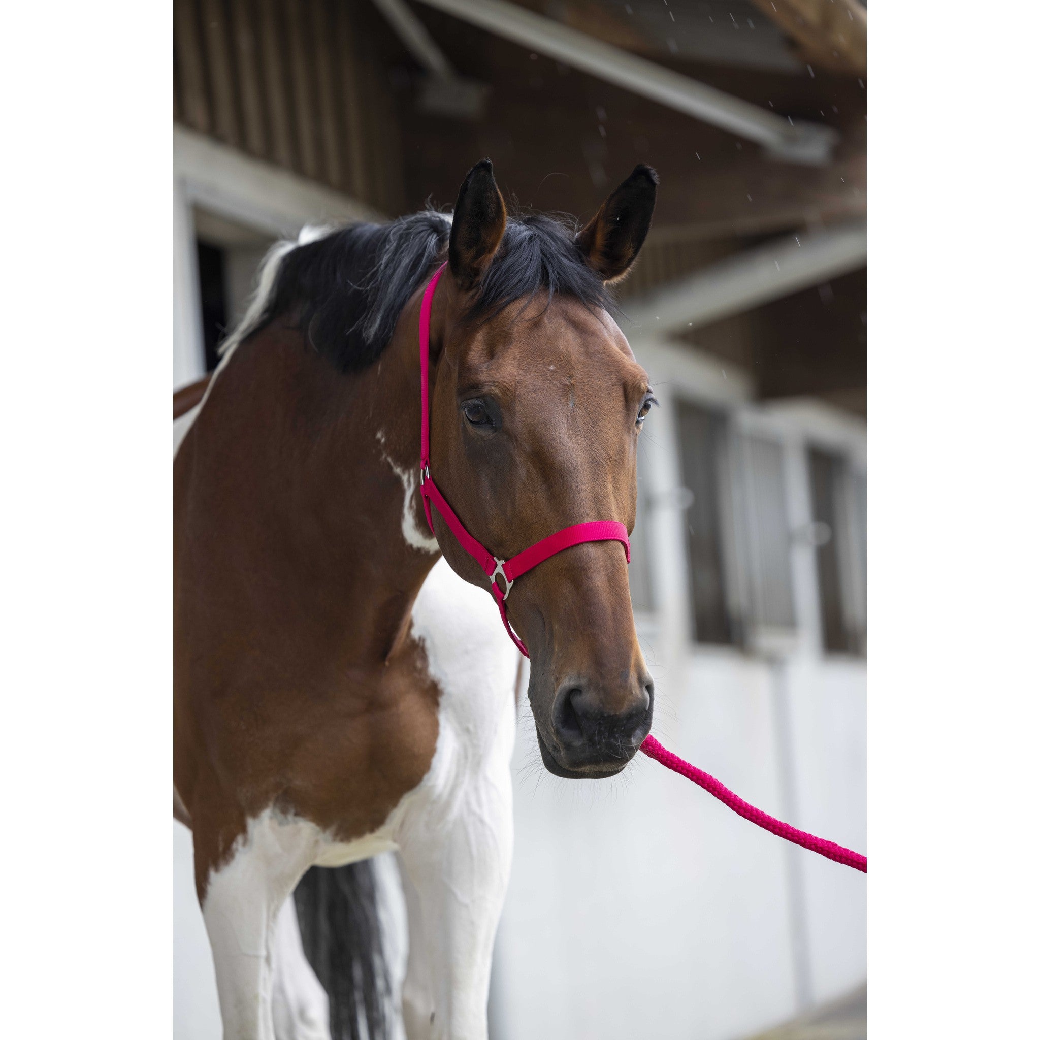 Riding World Club Headcollar and leadrope set Fuchsia 510118332