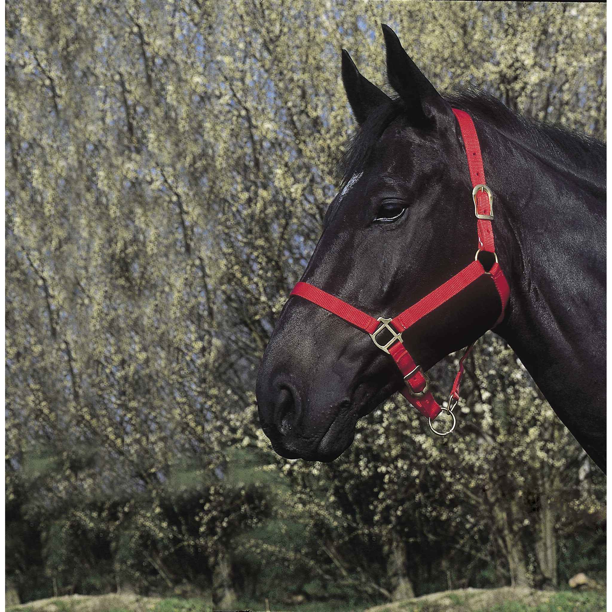 Riding World Nylon headcollar Red 510032003