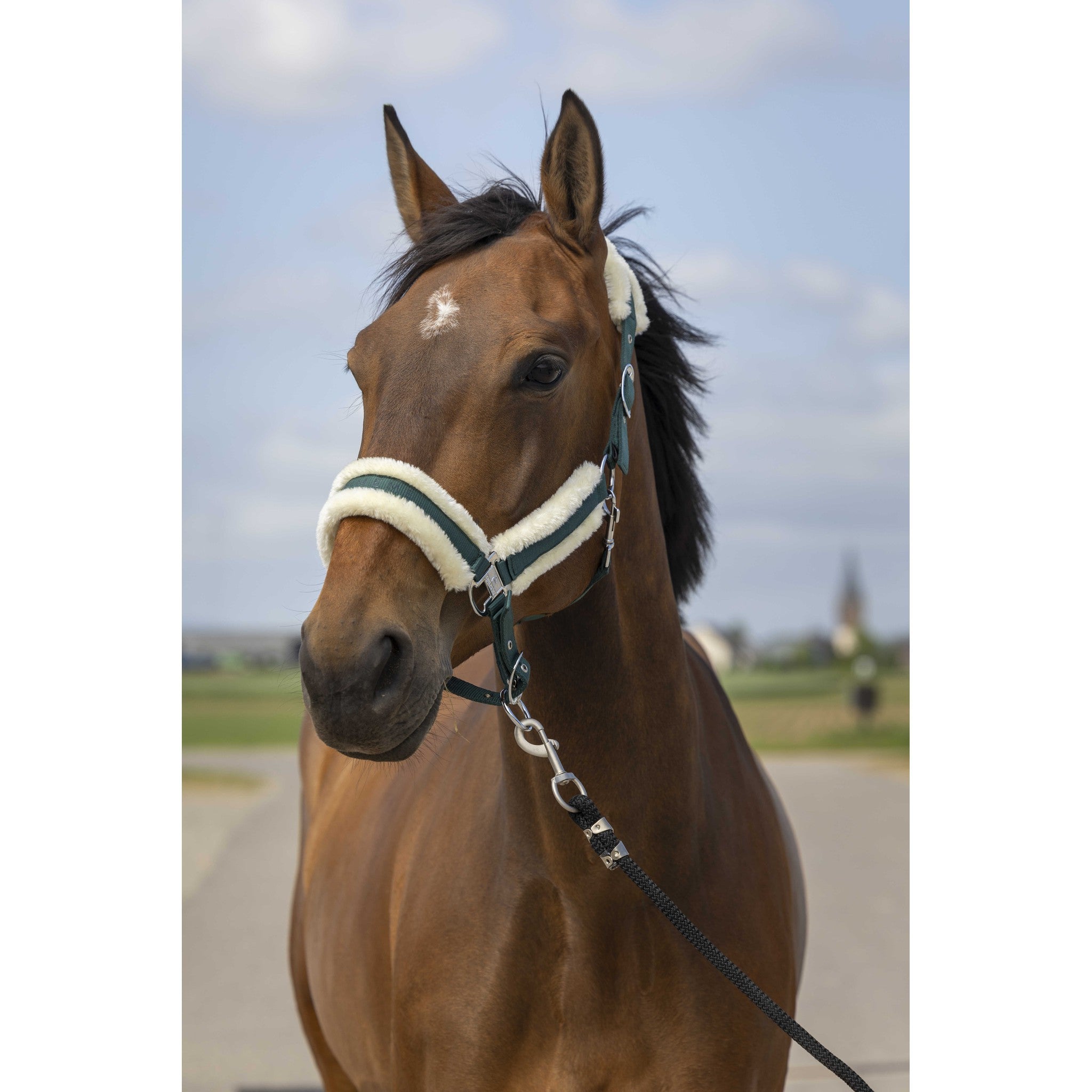 EQUITHÈME Mouton Halter Green/white 510253309
