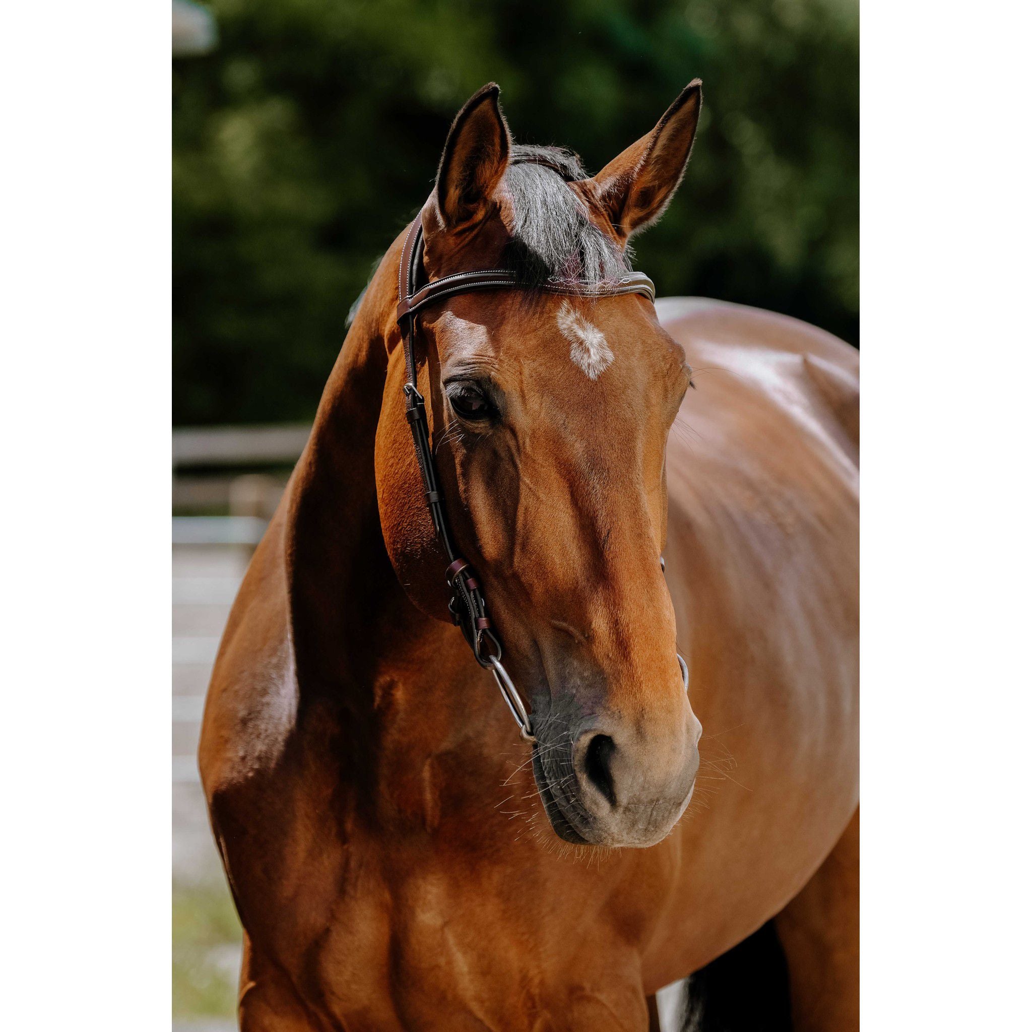 Norton Freedom Bridle Havana 301804318