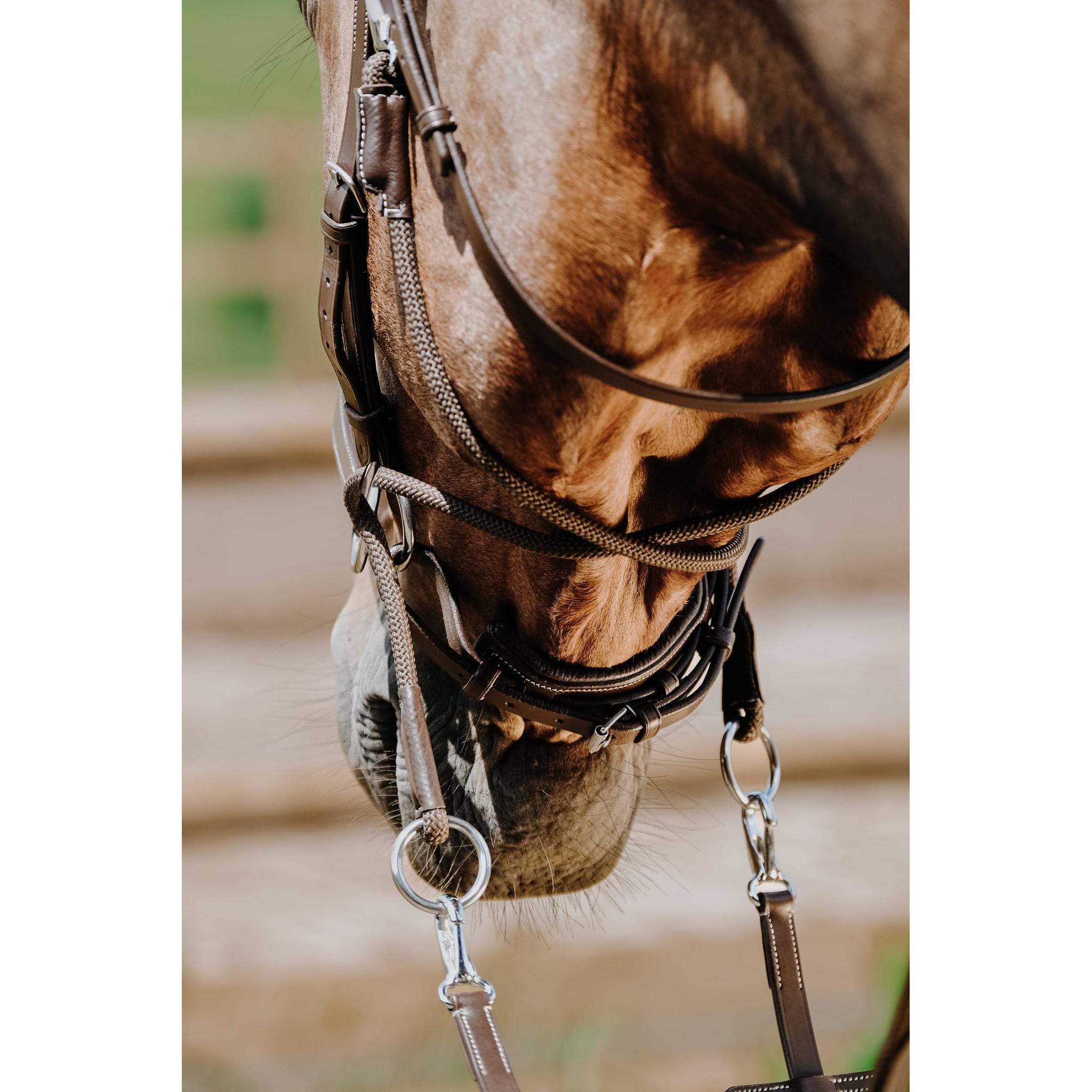 Norton Bitless Bridle Havana 301803318