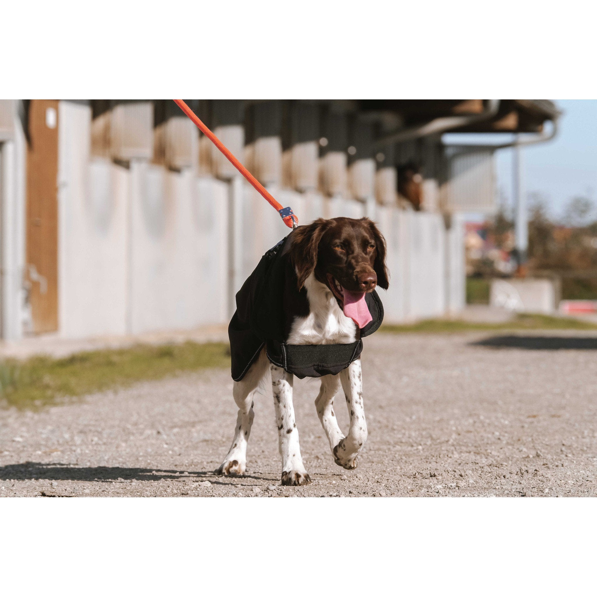 EQUITHÈME Softshell dog rug Black 409034260