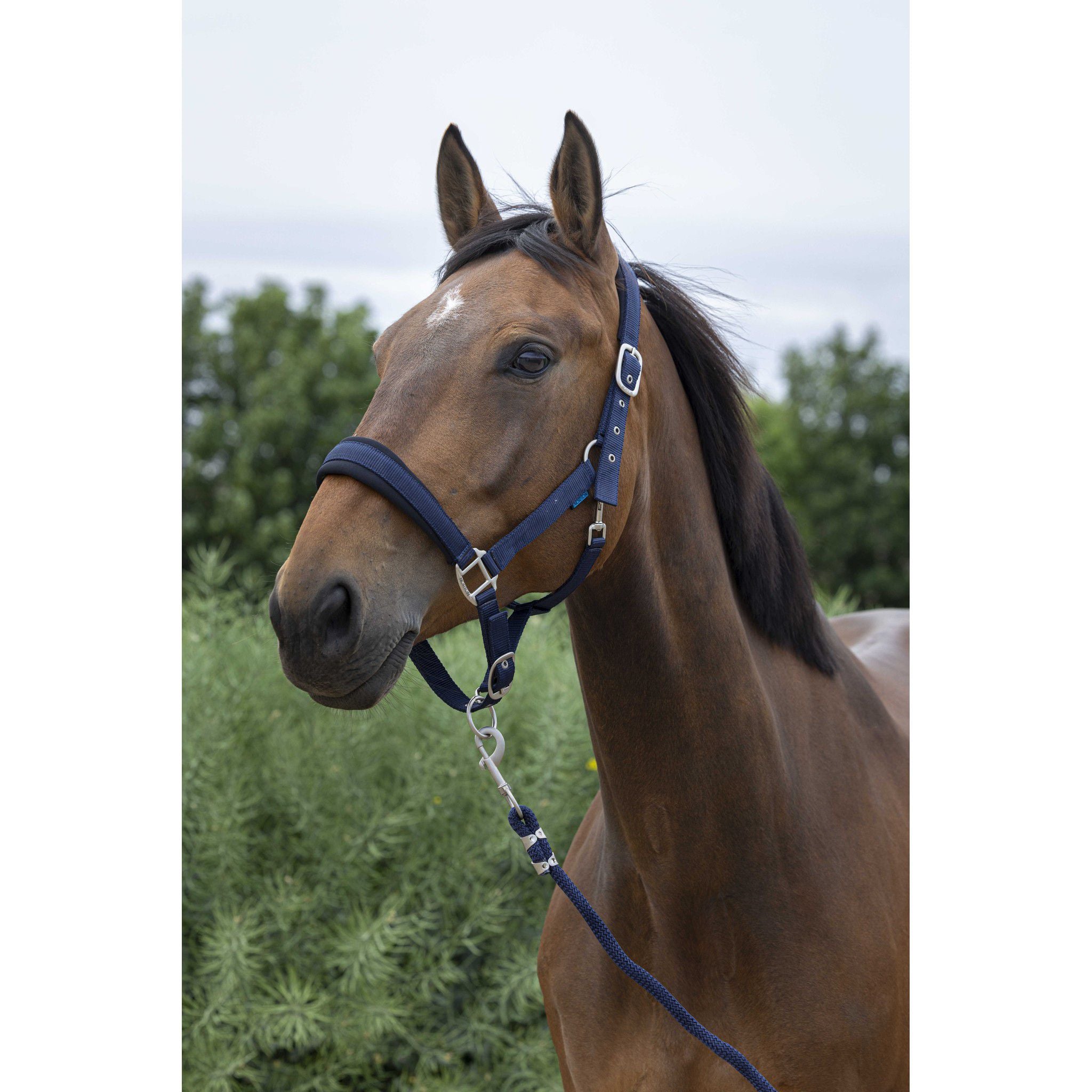 Norton Large Halter + lead rope Navy blue 510249307