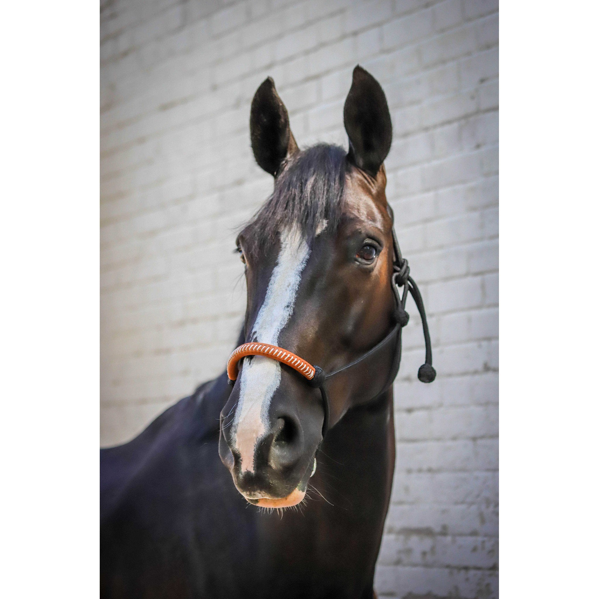 Pénélope American Rope halter Black 510901302