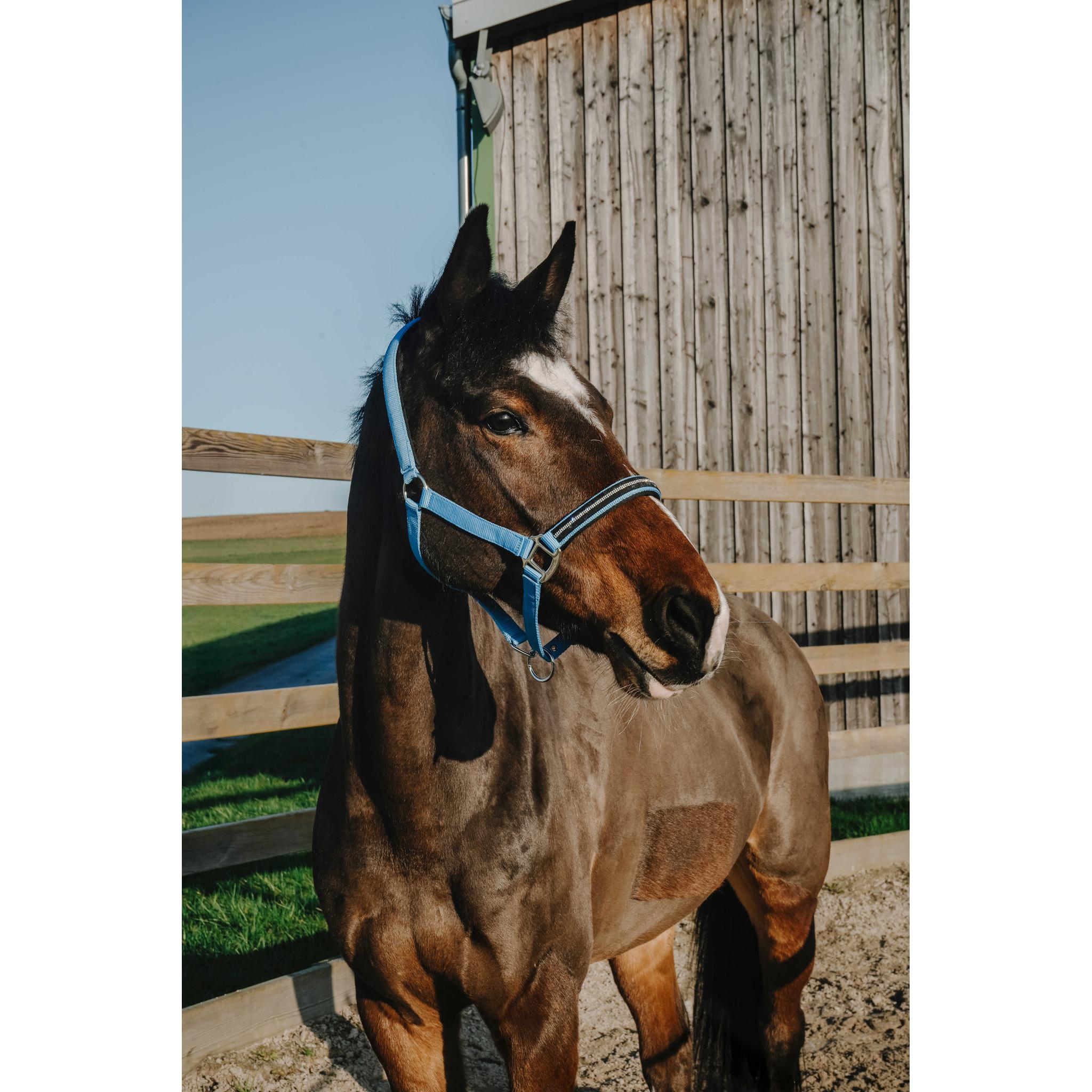 NORTON Crystal Halter Light blue - 510278311_ambi_1