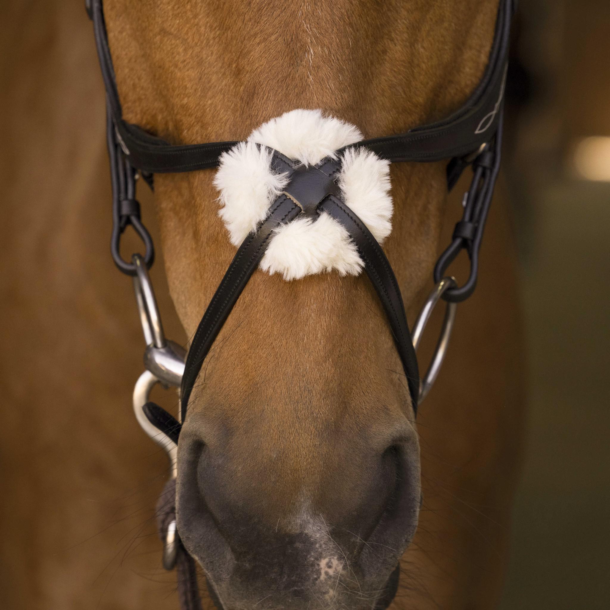 Norton Pro cross noseband Bridle Black 301893302