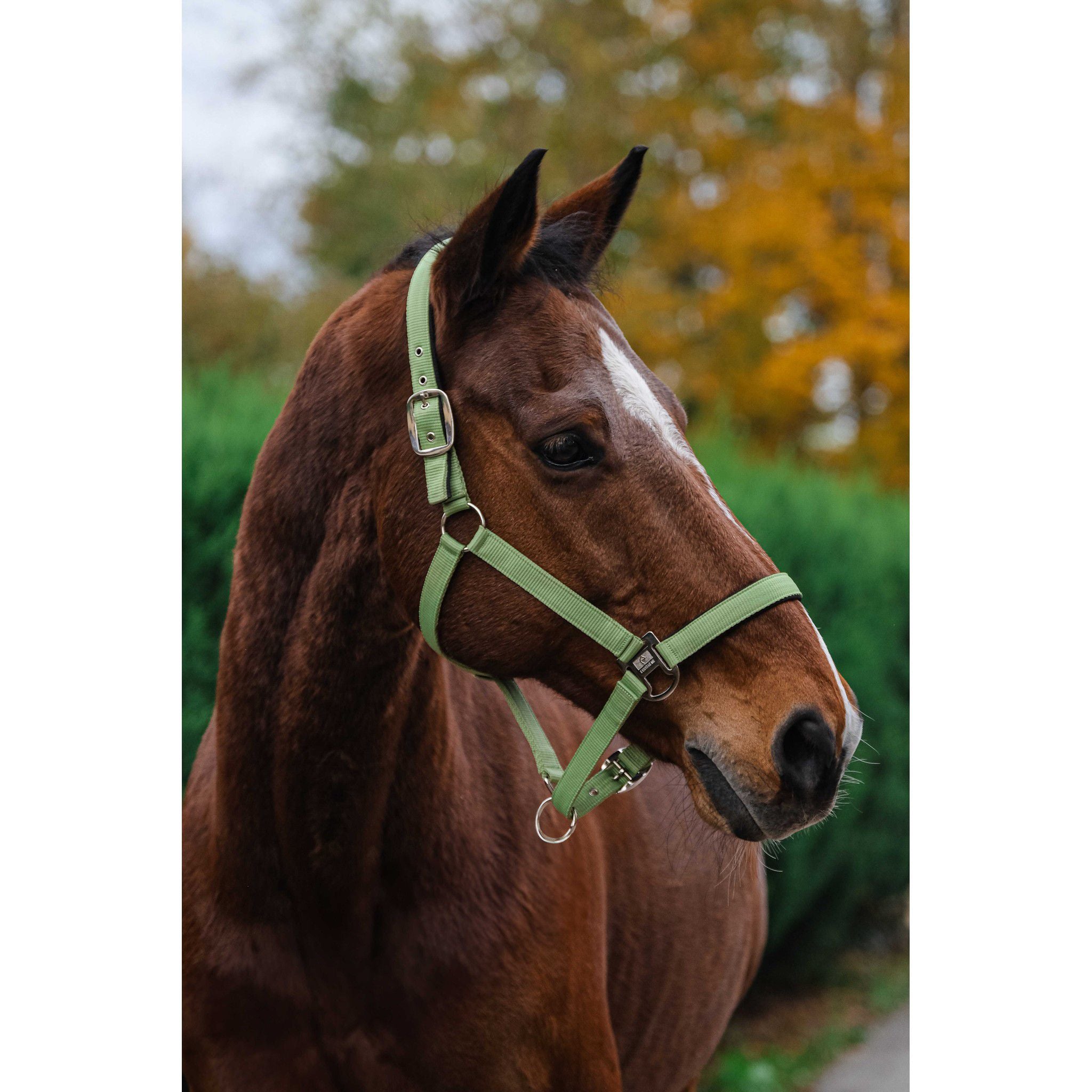 EQUITHÈME Spring Halter Light green 510257008