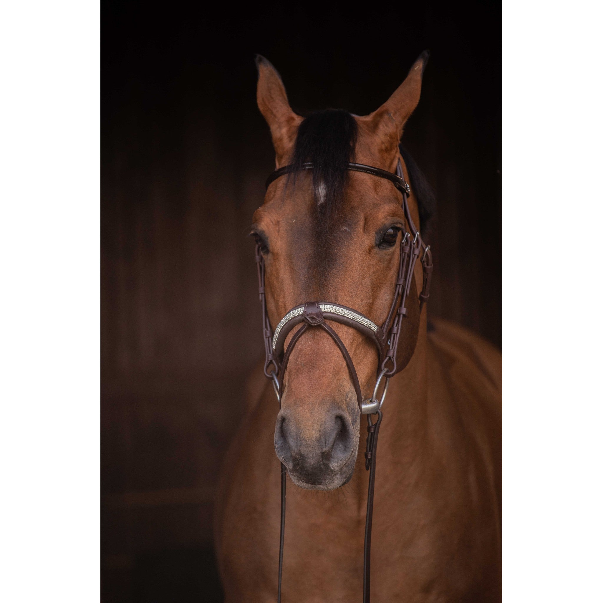 Pénélope Symphonie Bridle Havana 301612318