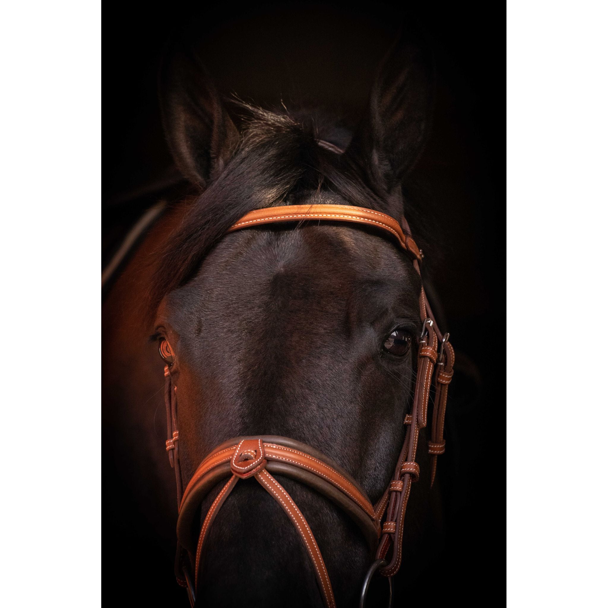 Penelope Elegance Bridle Cognac - 301605314_ambi_10