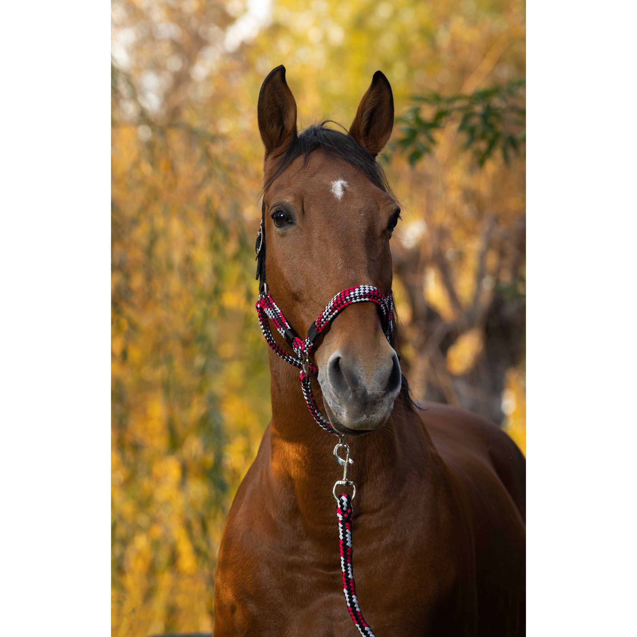 EQUITHÈME Braided Halter + Lead Rope Fuchsia/grey 510629321