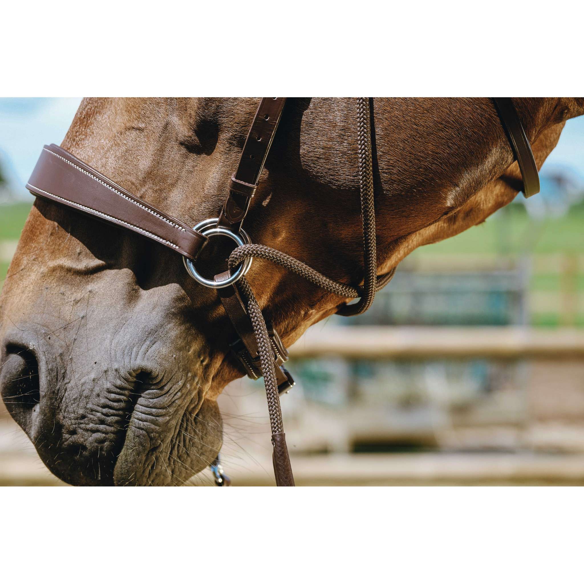 Norton Bitless Bridle Havana 301803318