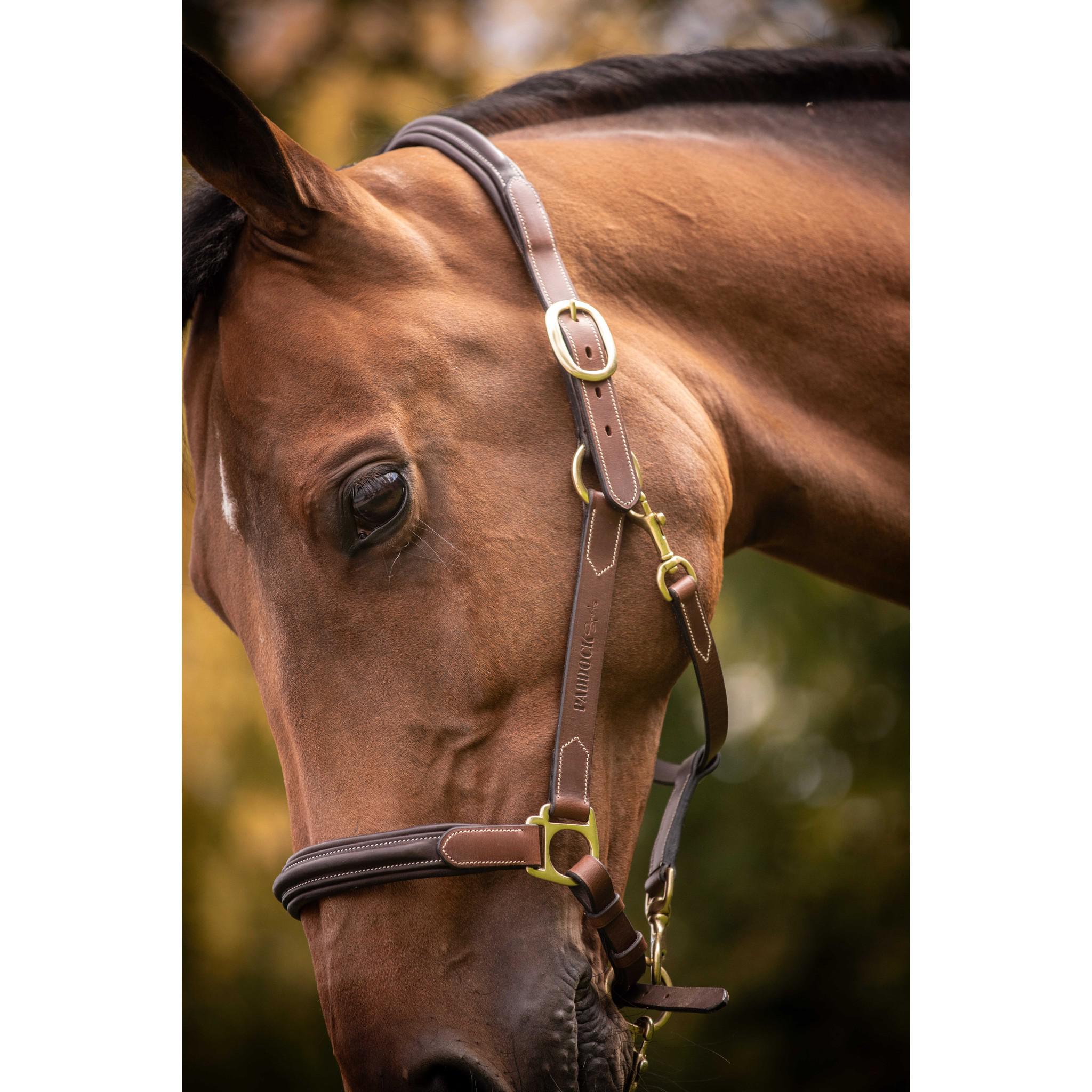 Paddock Sports 3-Snap Halter Havana 301614304