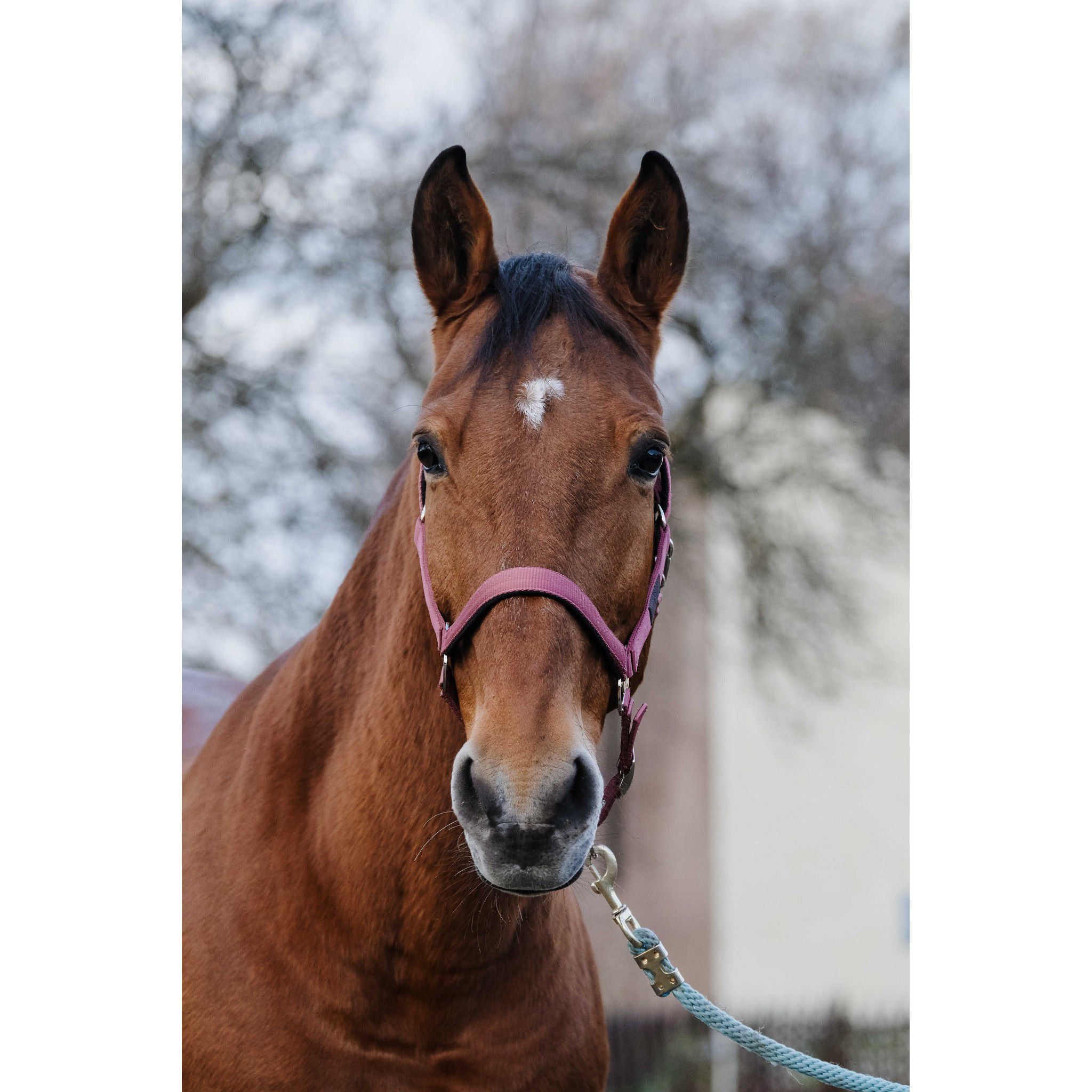 EQUITHÈME Spring Halter Pink 510257013