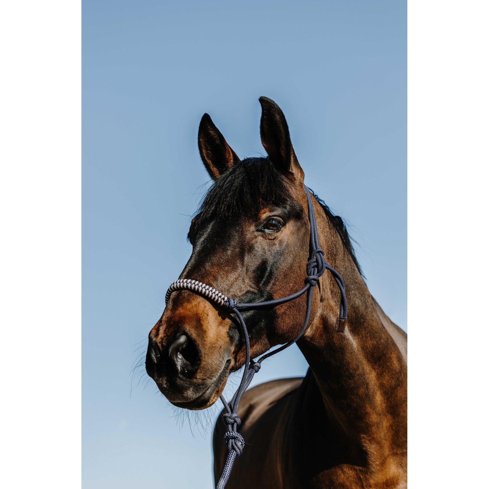 Norton Deco Rope Halter and Lead Set Navy blue/beige 510265307