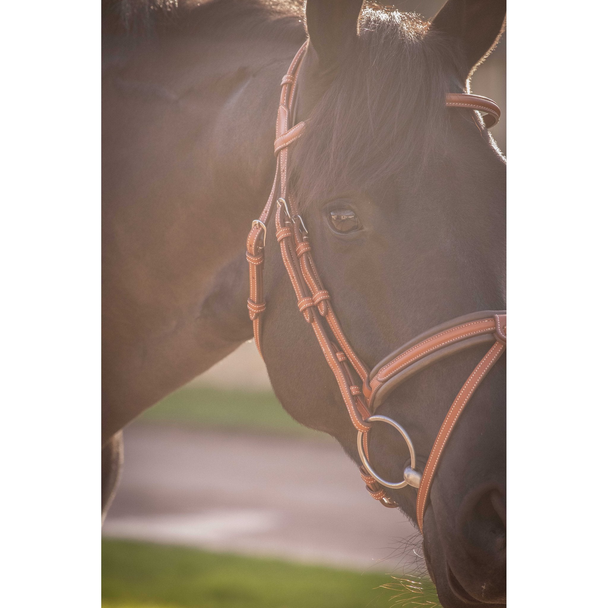 Penelope Elegance Bridle Cognac - 301605314_ambi_12