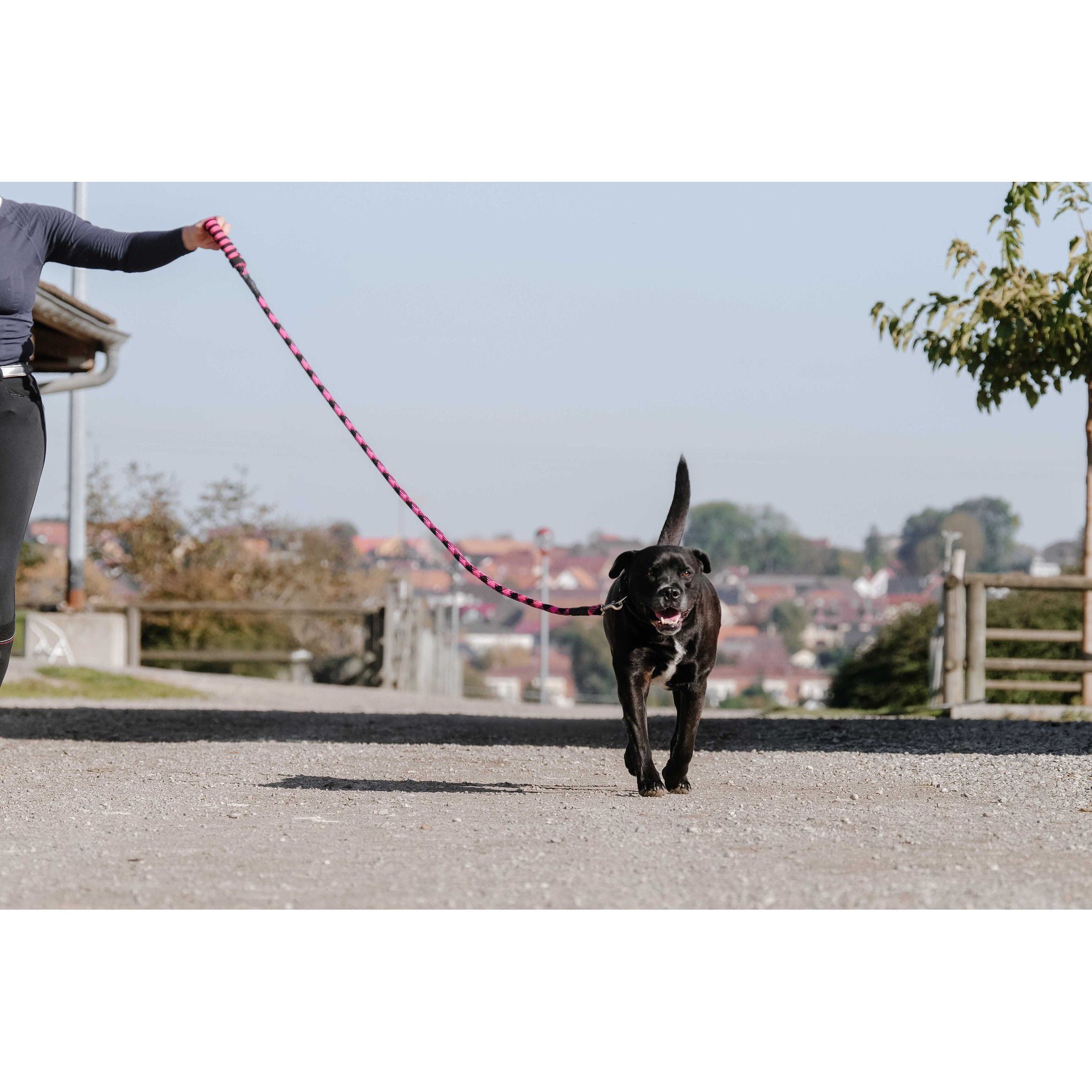 EQUITHÈME Haspen Dog Leash Black/fuchsia 409055235