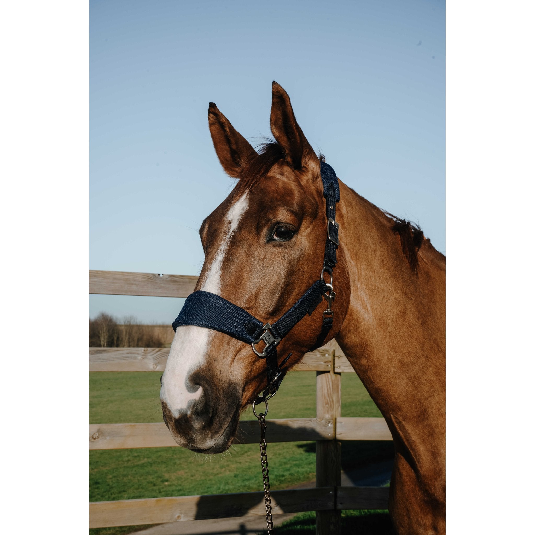 EQUITHÈME BREEZE Halter Navy blue - 510294307_ambi_1