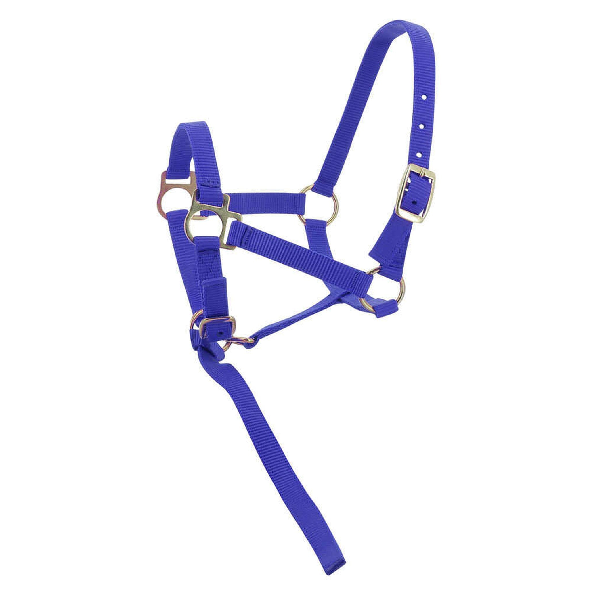Norton Nylon halter foal Royal blue 510038006