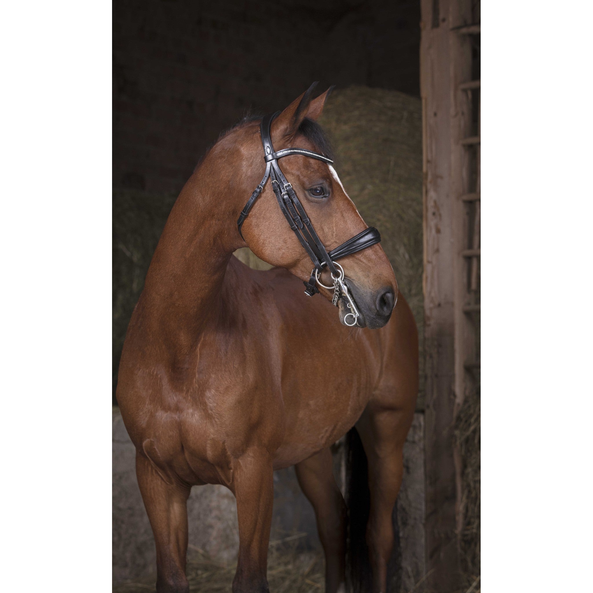 Norton Pro Bridle Black 303030302