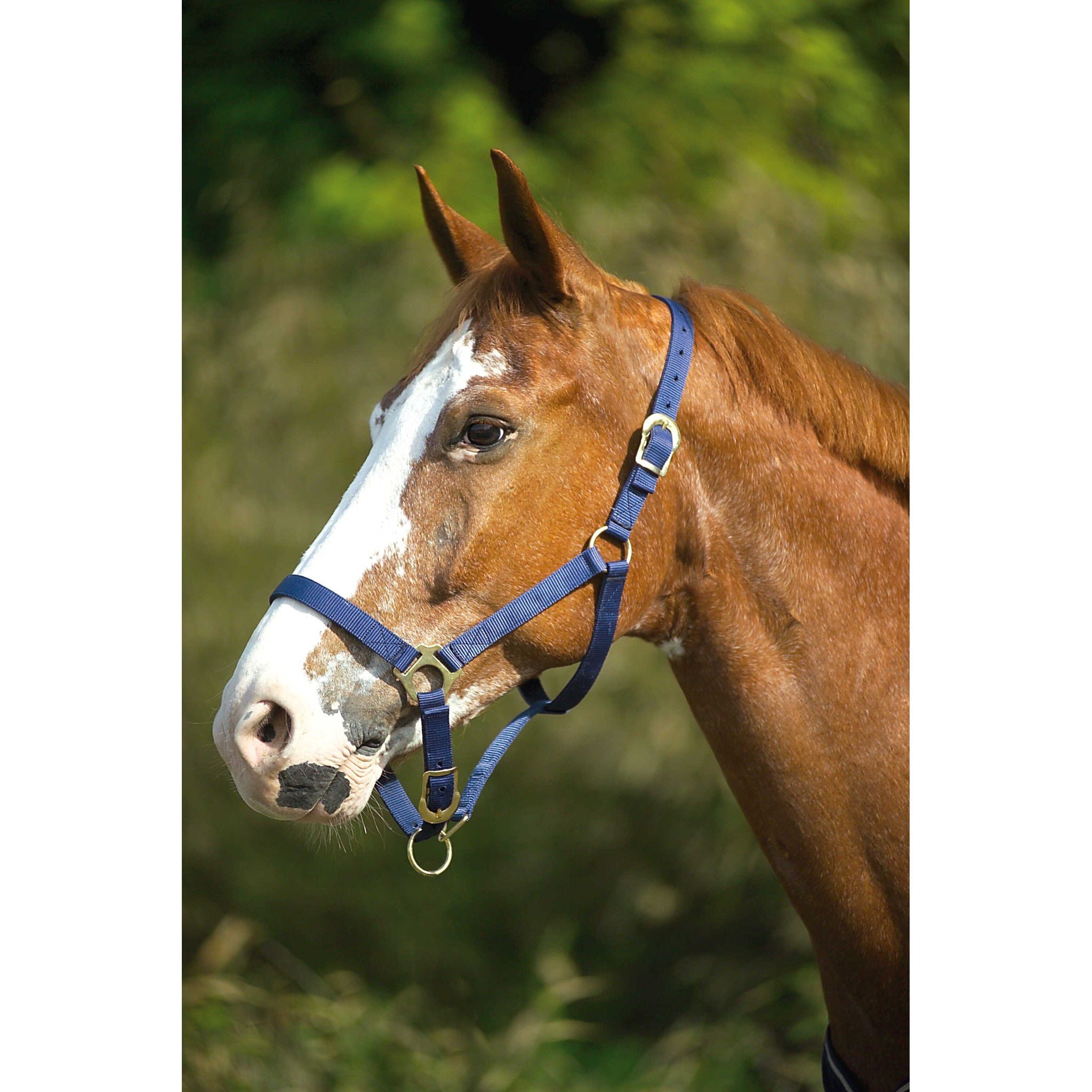 Norton Double thickness nylon headcollar with buckles Navy blue 510041007