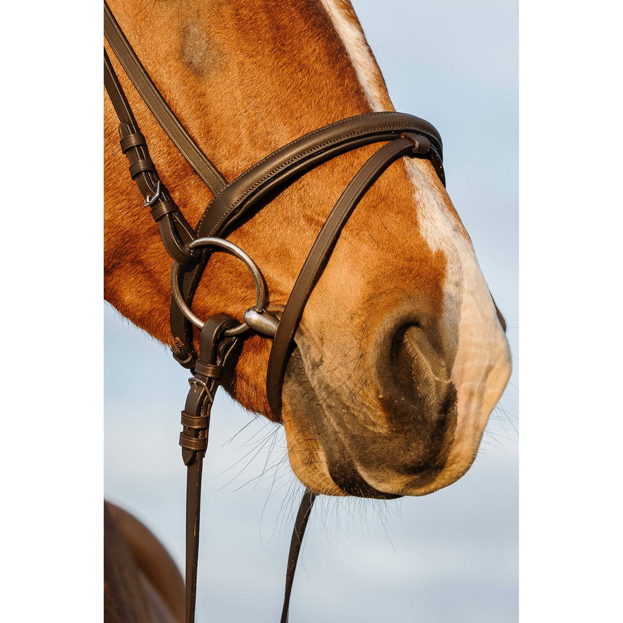 Riding World Bridle with a combined noseband Havana 301009318