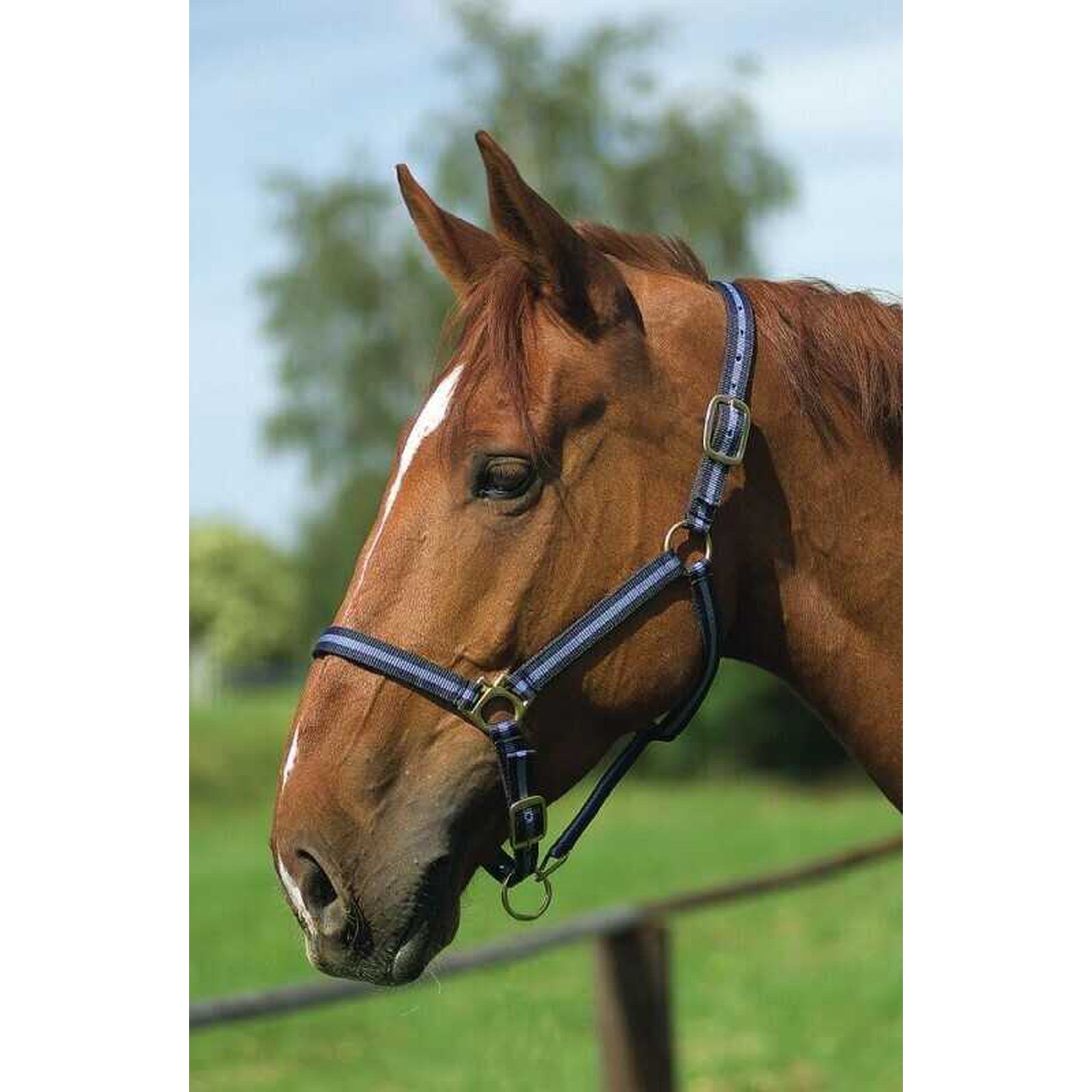 Norton Leather lined nylon headcollar Navy/light blue 510175712