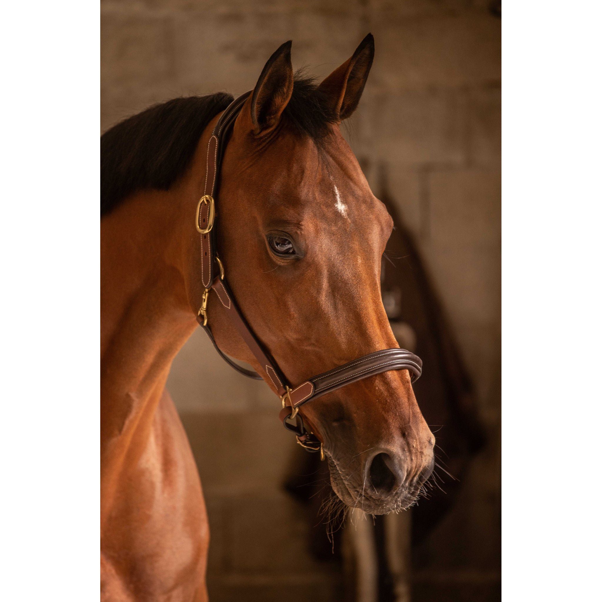 Paddock Sports 3-Snap Halter Havana 301614304