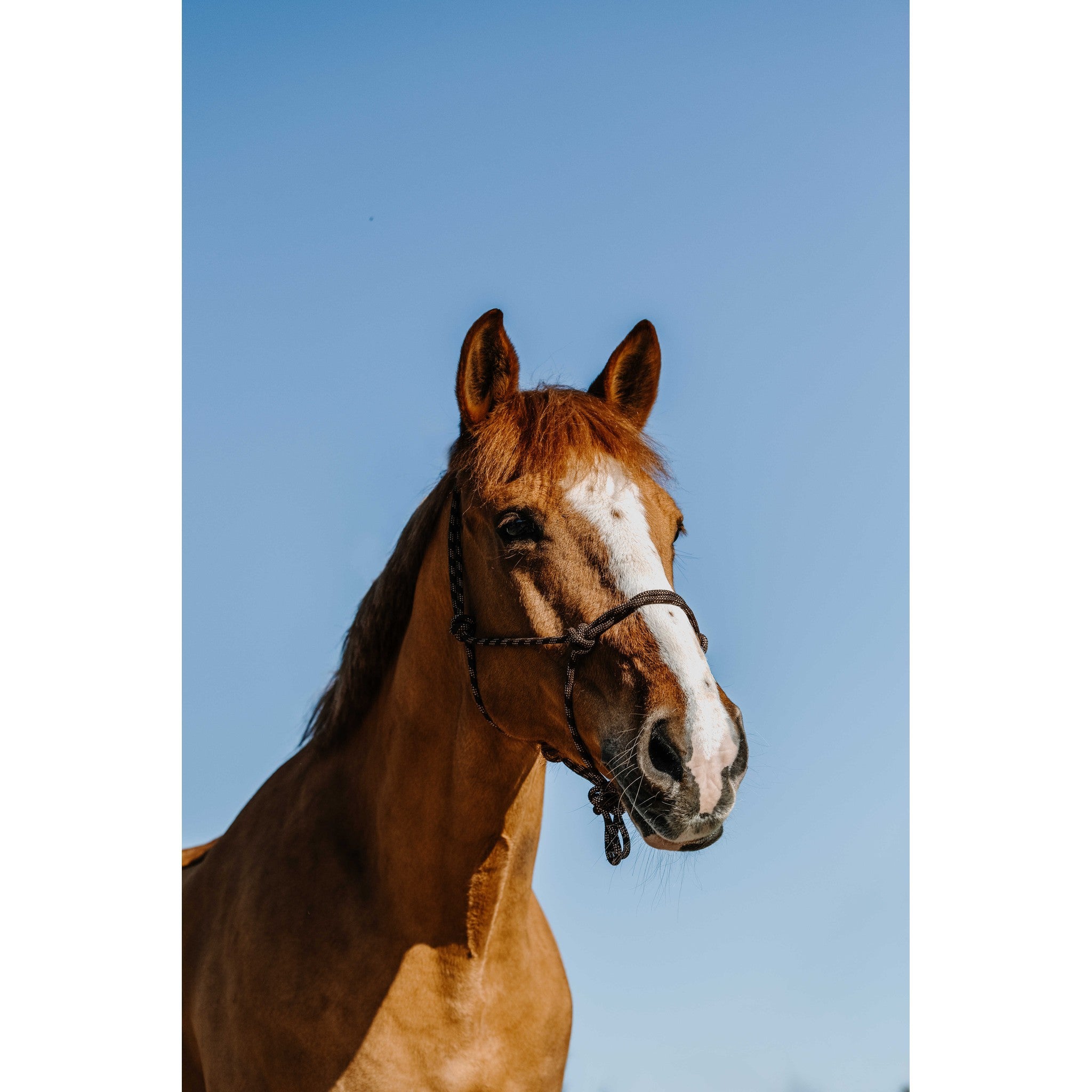 Norton Zary Ethological Halter chestnut brown 510269304