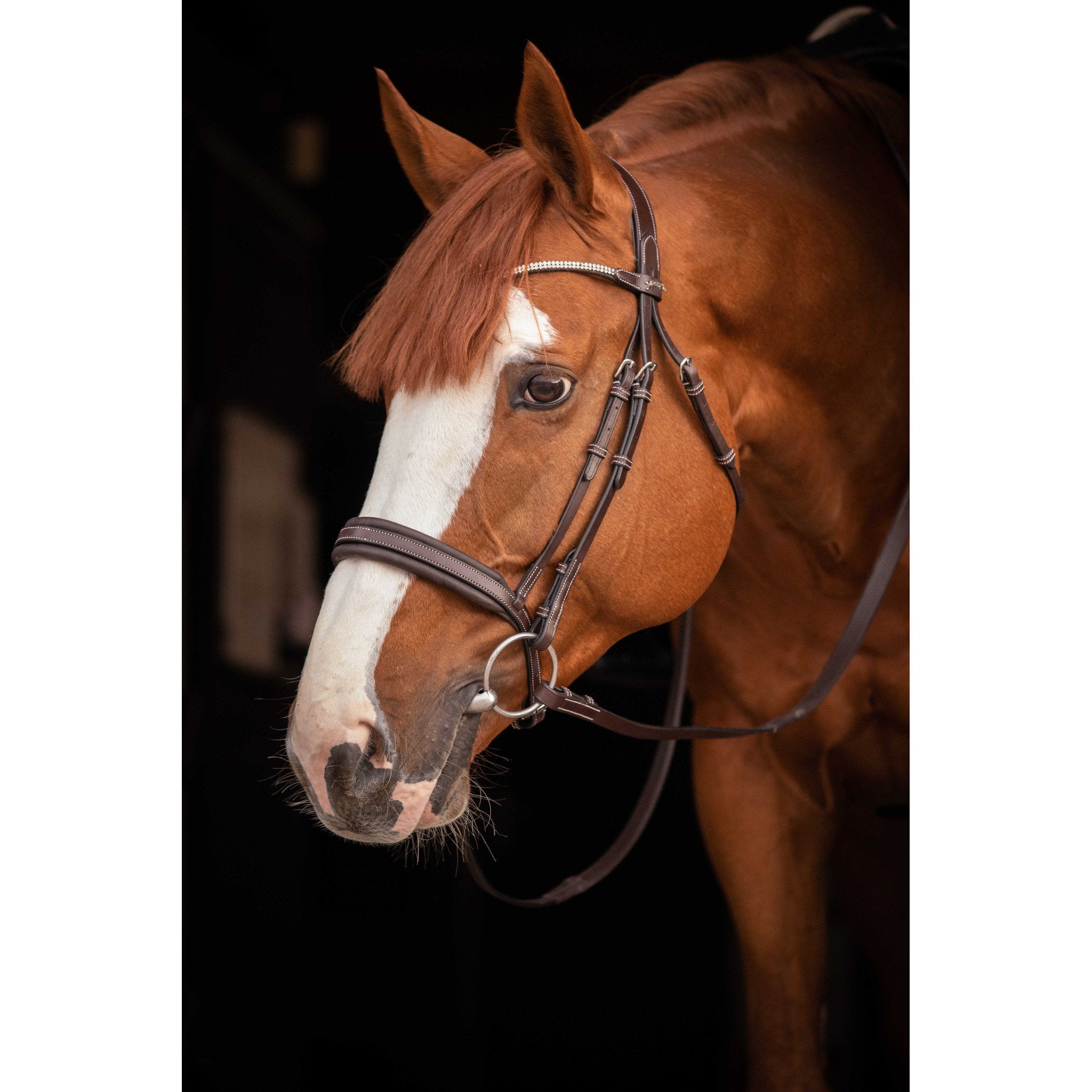 Pénélope Daily Strass Bridle Havana 301613318