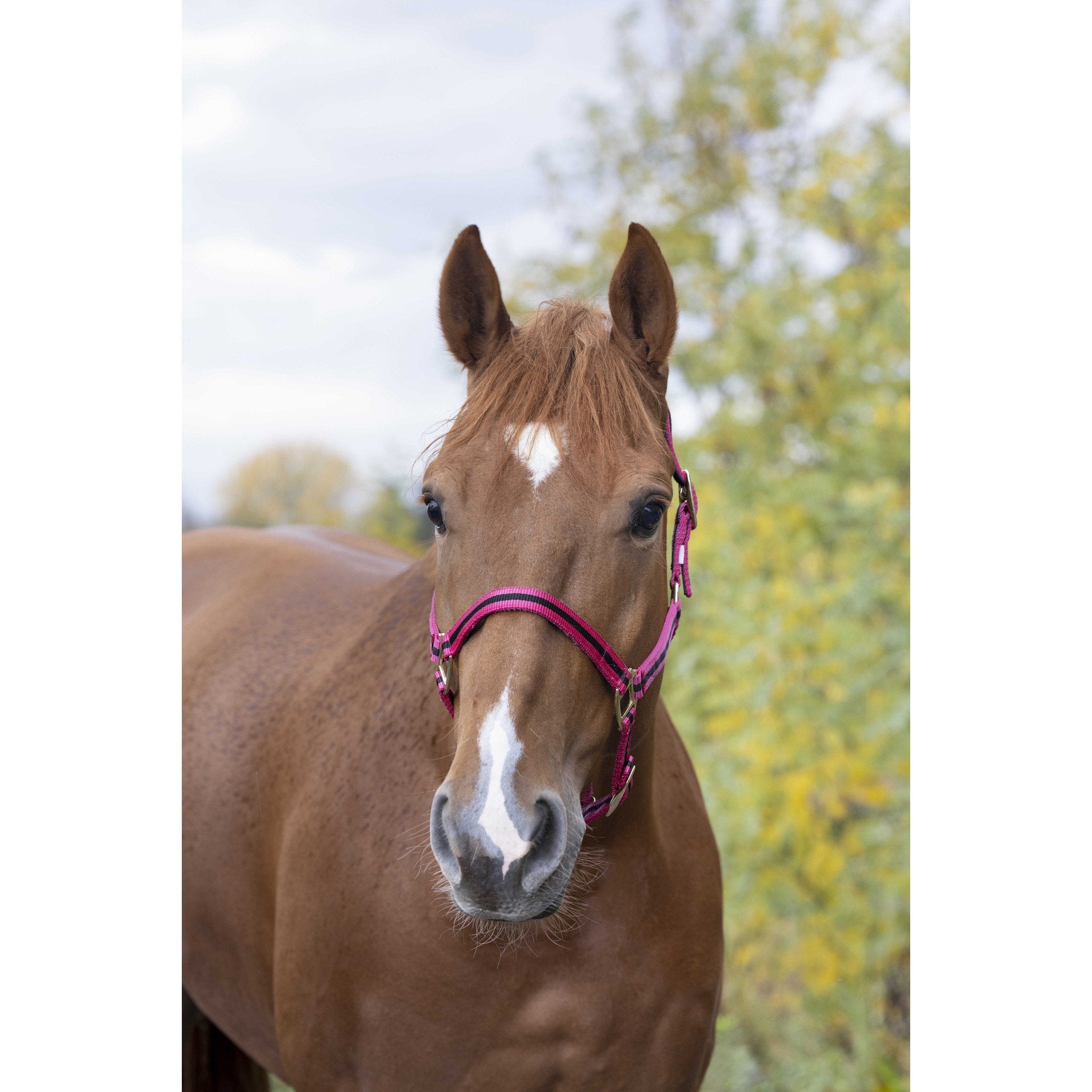Norton Leather lined nylon headcollar Raspberry/black 510190352