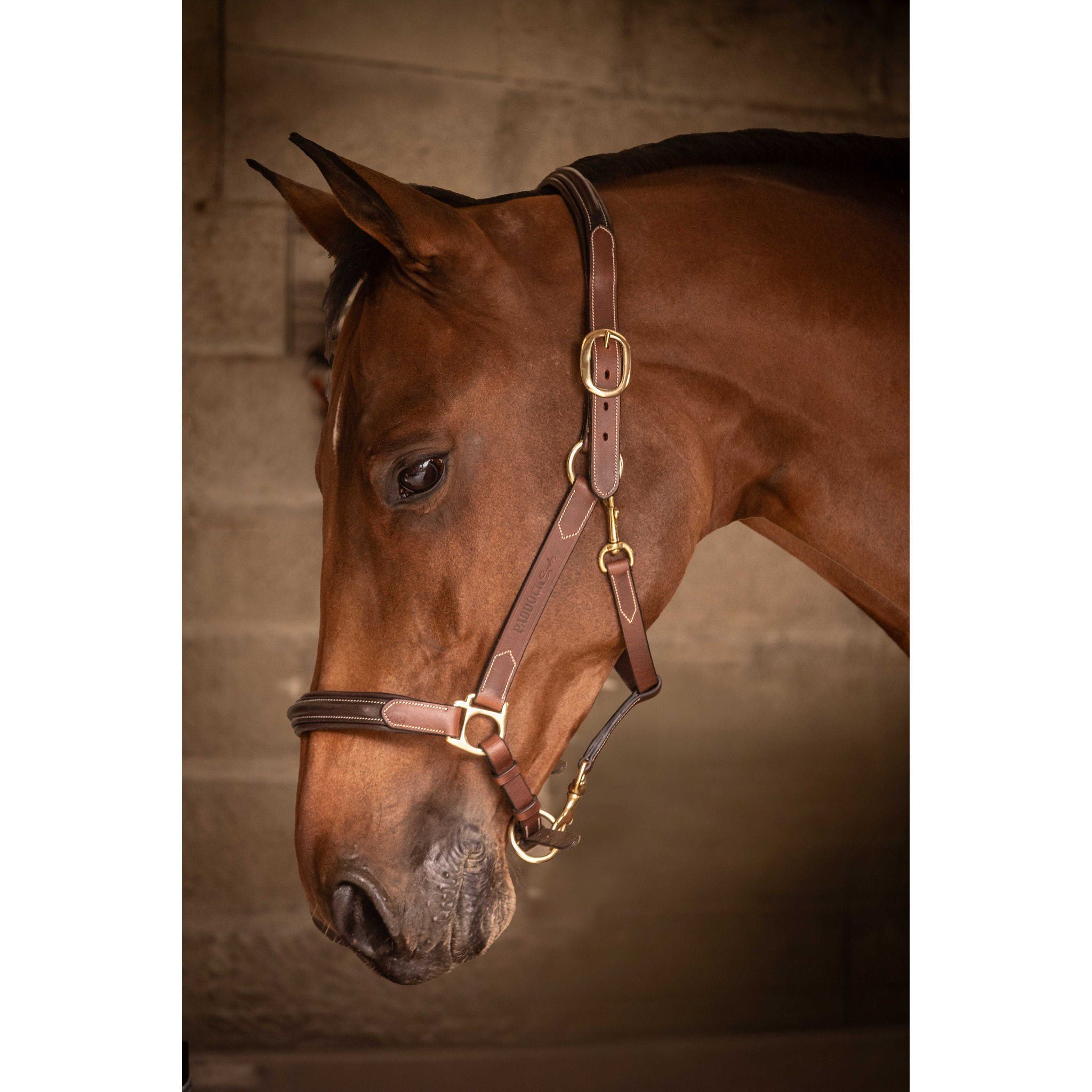 Paddock Sports 3-Snap Halter Havana 301614304