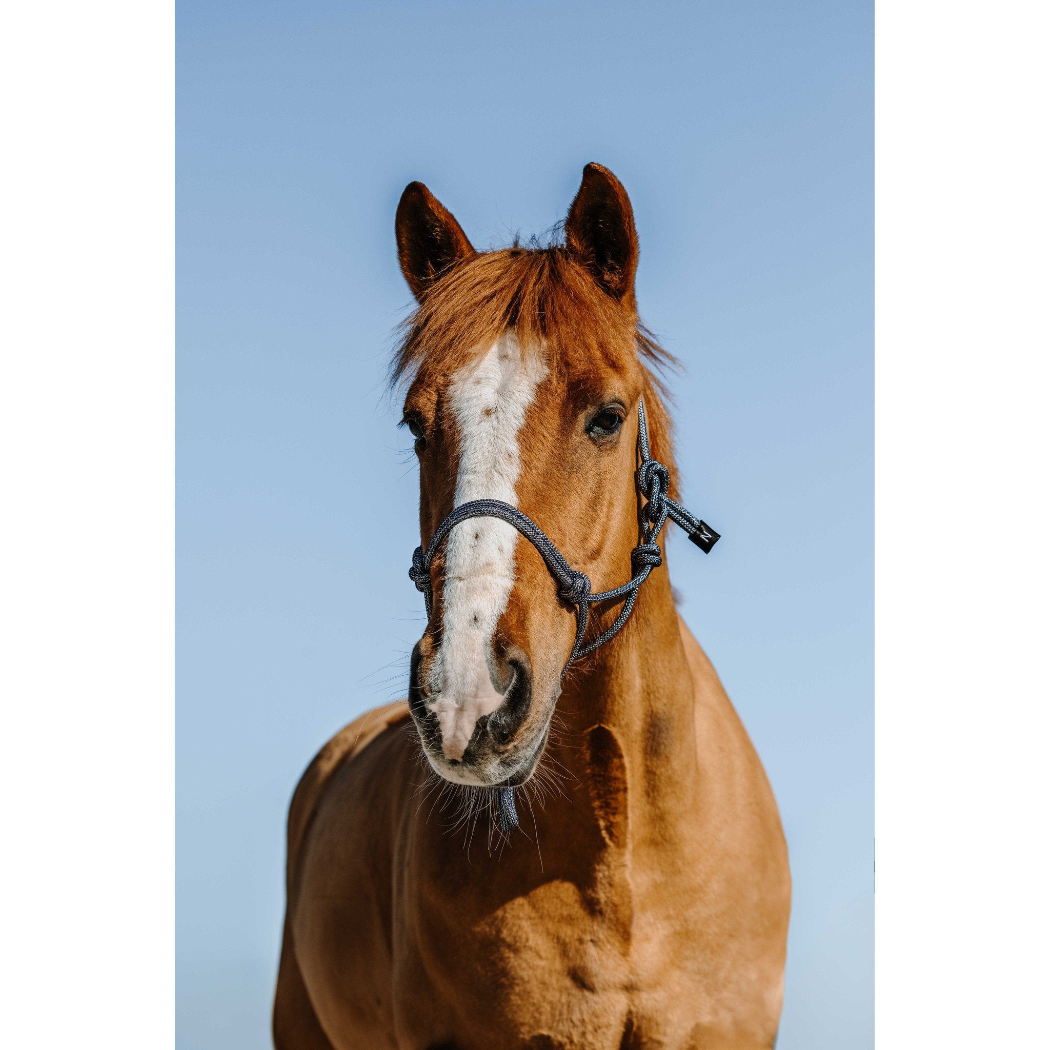 NORTON Glim Ethological Halter Navy/silver 510271701