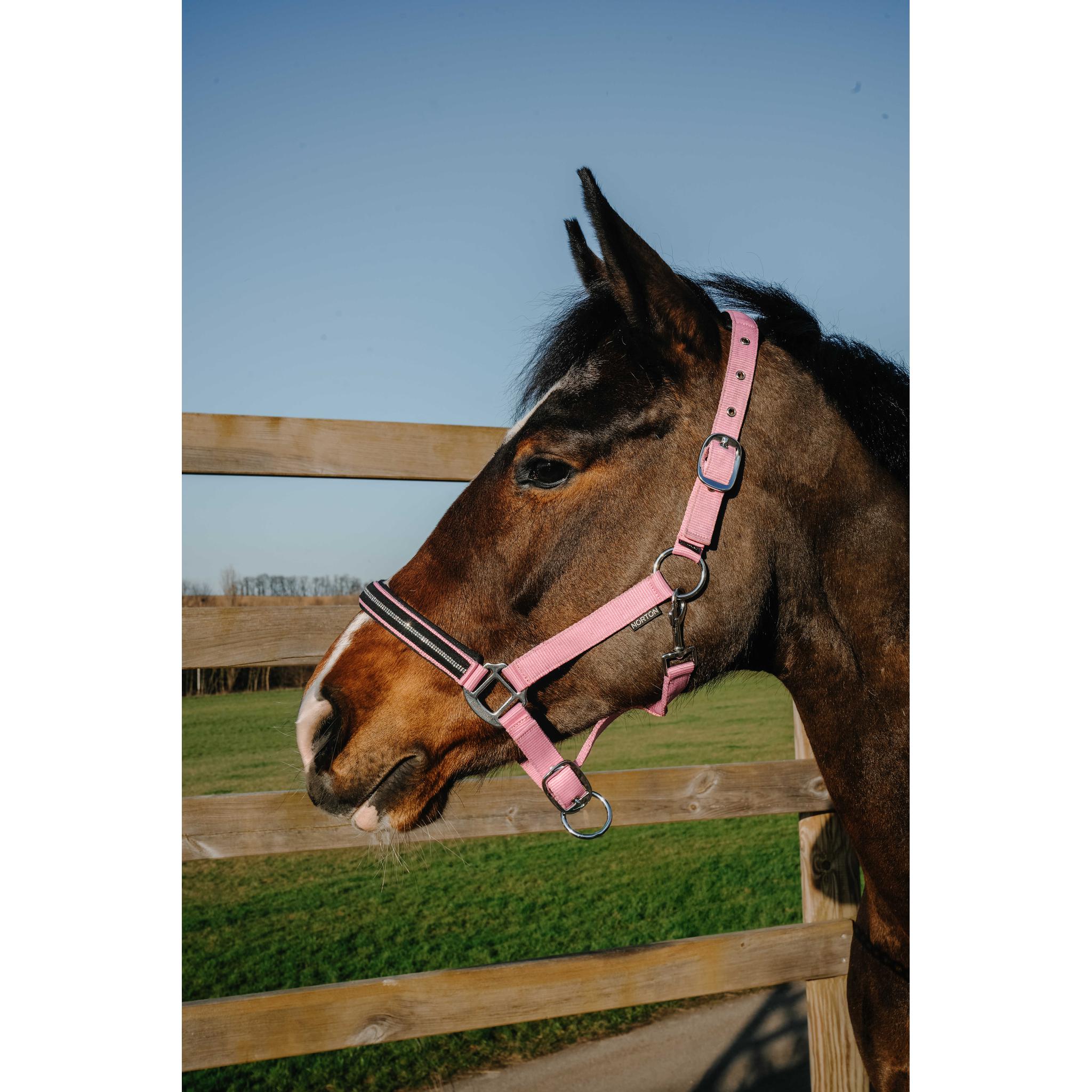 NORTON Crystal Halter Pink - 510278313_ambi_1