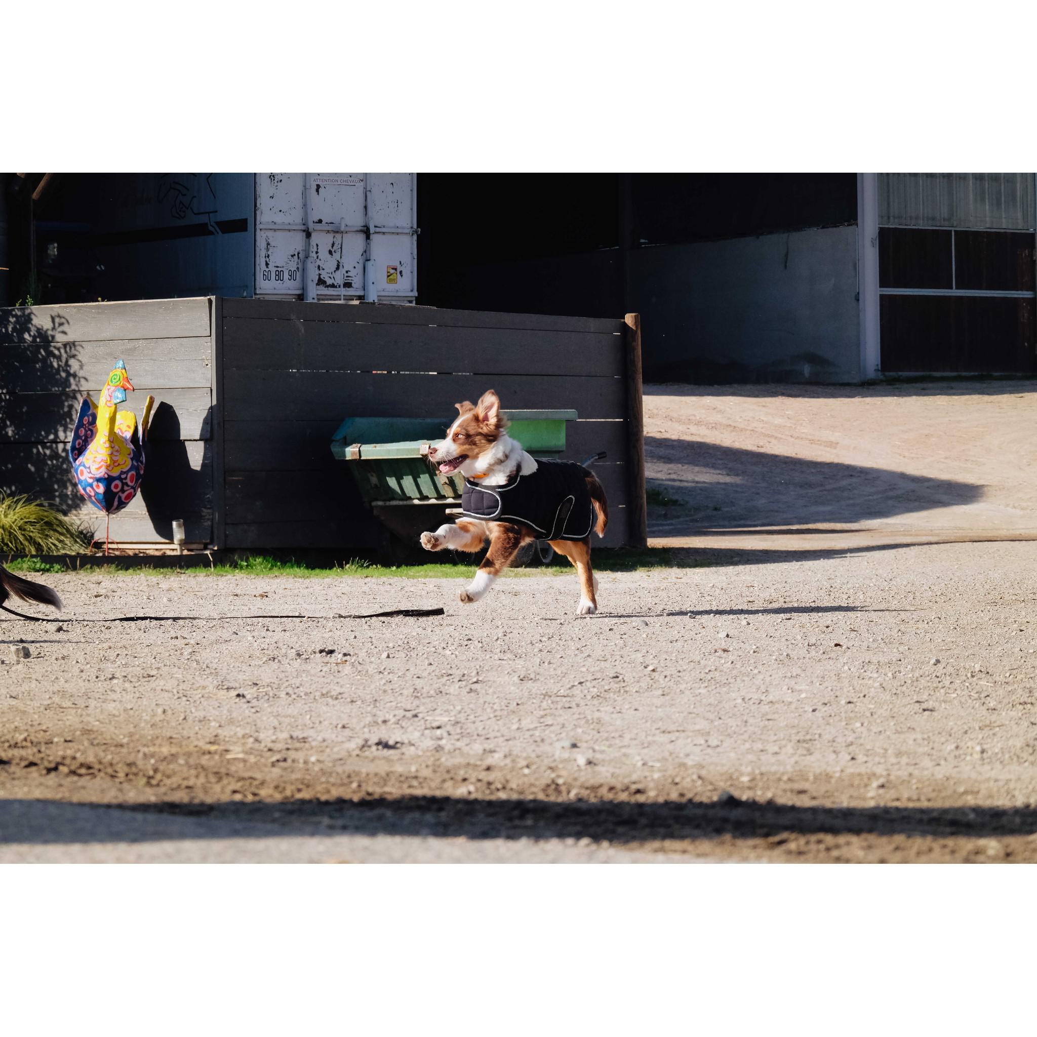 Je t'aime EQUITHÈME Velours dog rug Black 409037240