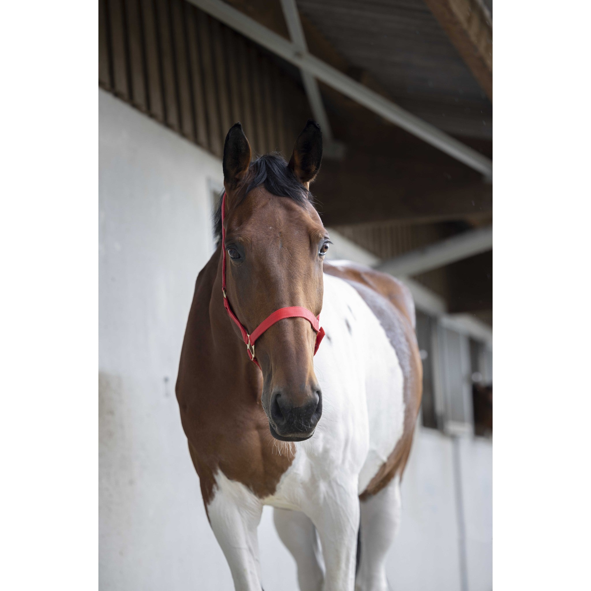 Norton Double thickness nylon headcollar with buckles Red 510041003