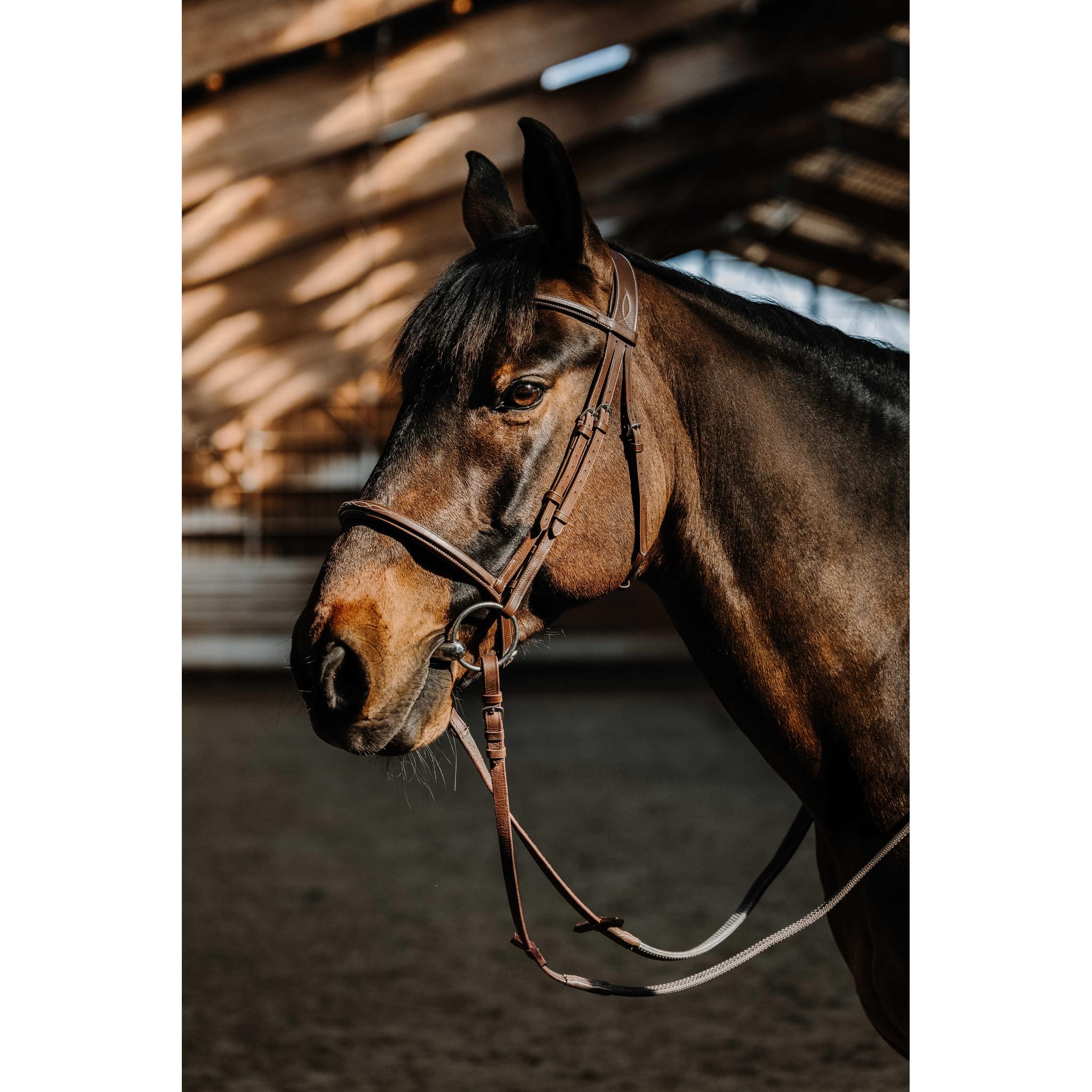 Norton Pro Hunter Comfy Bridle Havana 301811318