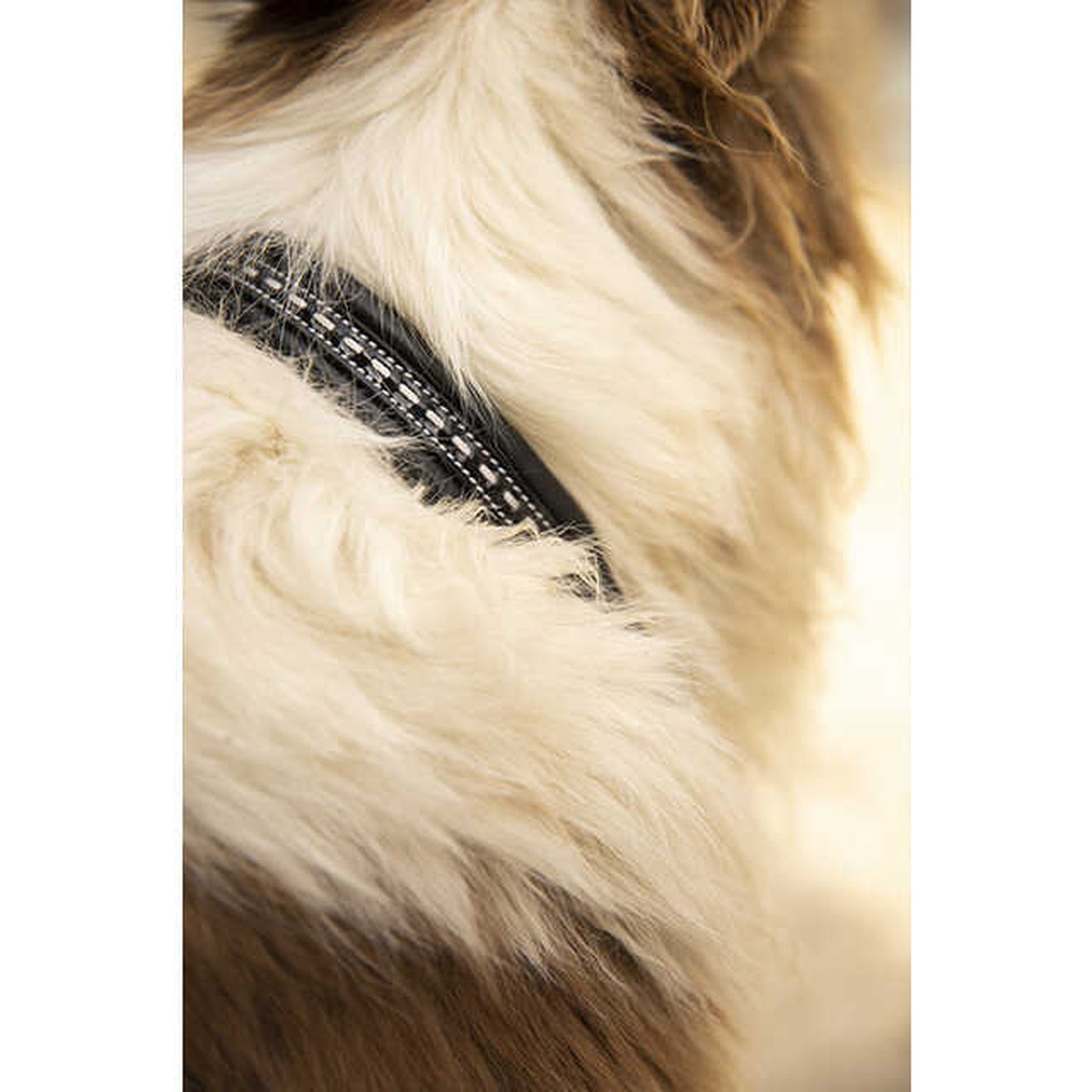 Penelope Point Sellier Dog Collar Black - 409220240_ambi_1
