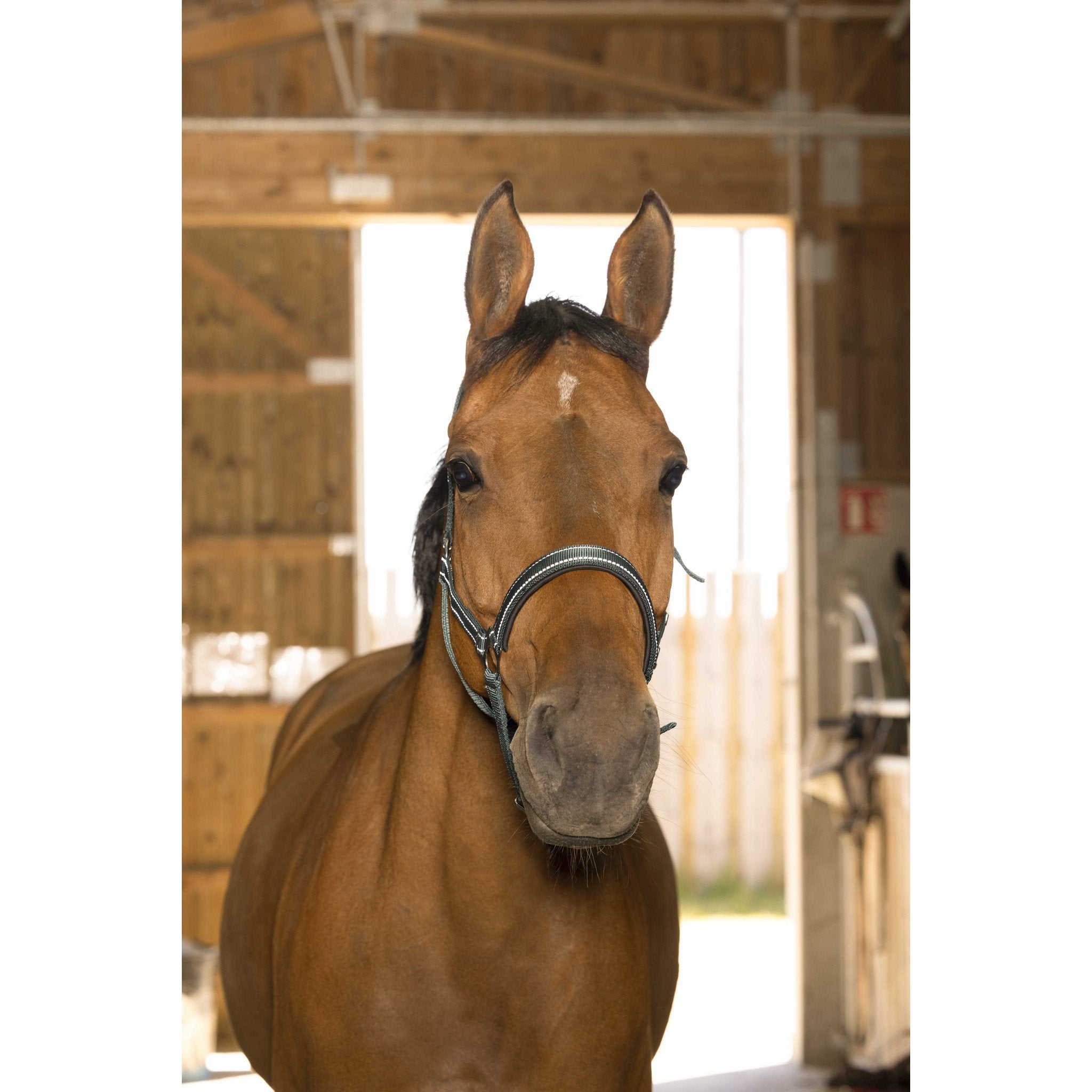 Norton Reflective halter Green 510630308