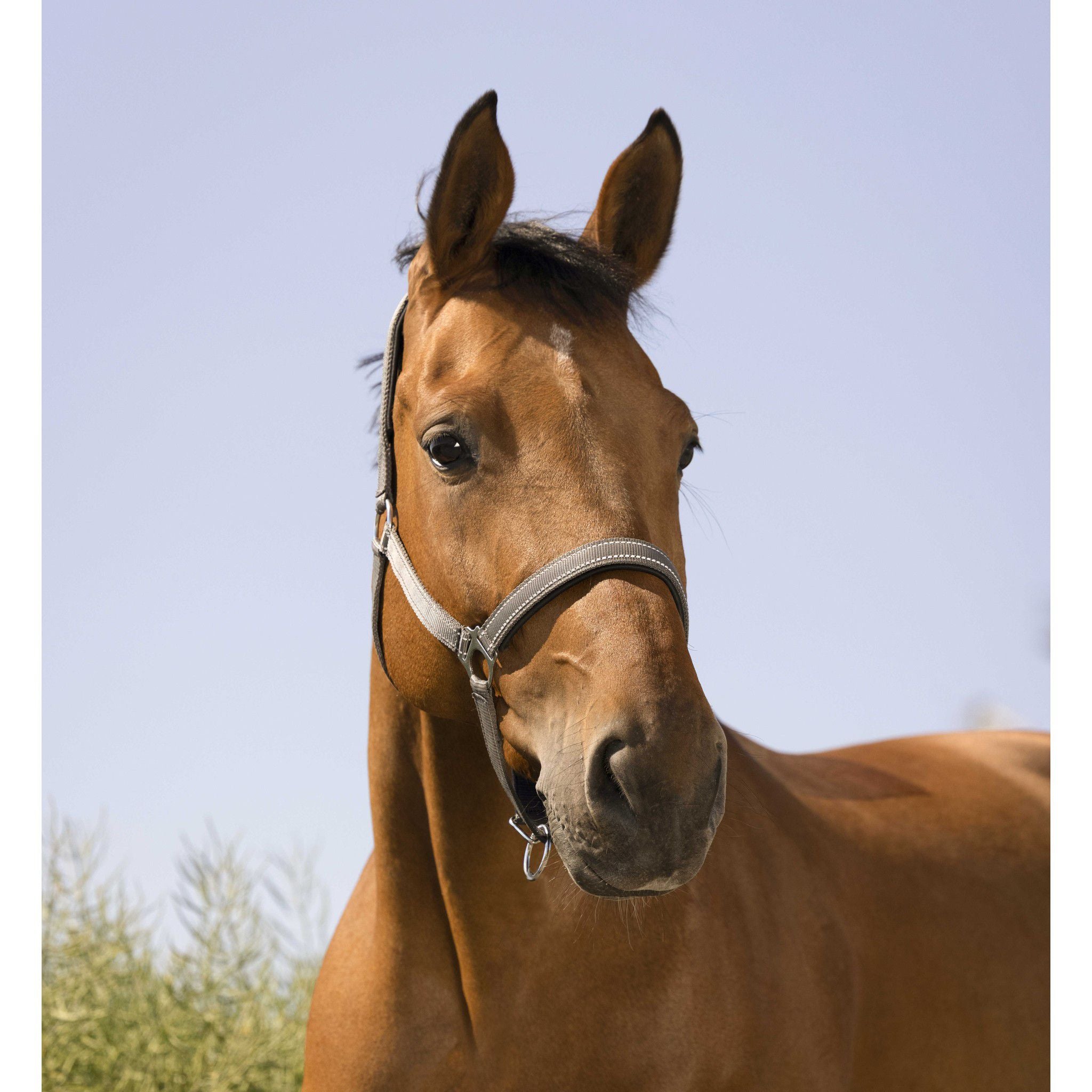 Norton Reflective halter Grey 510630311