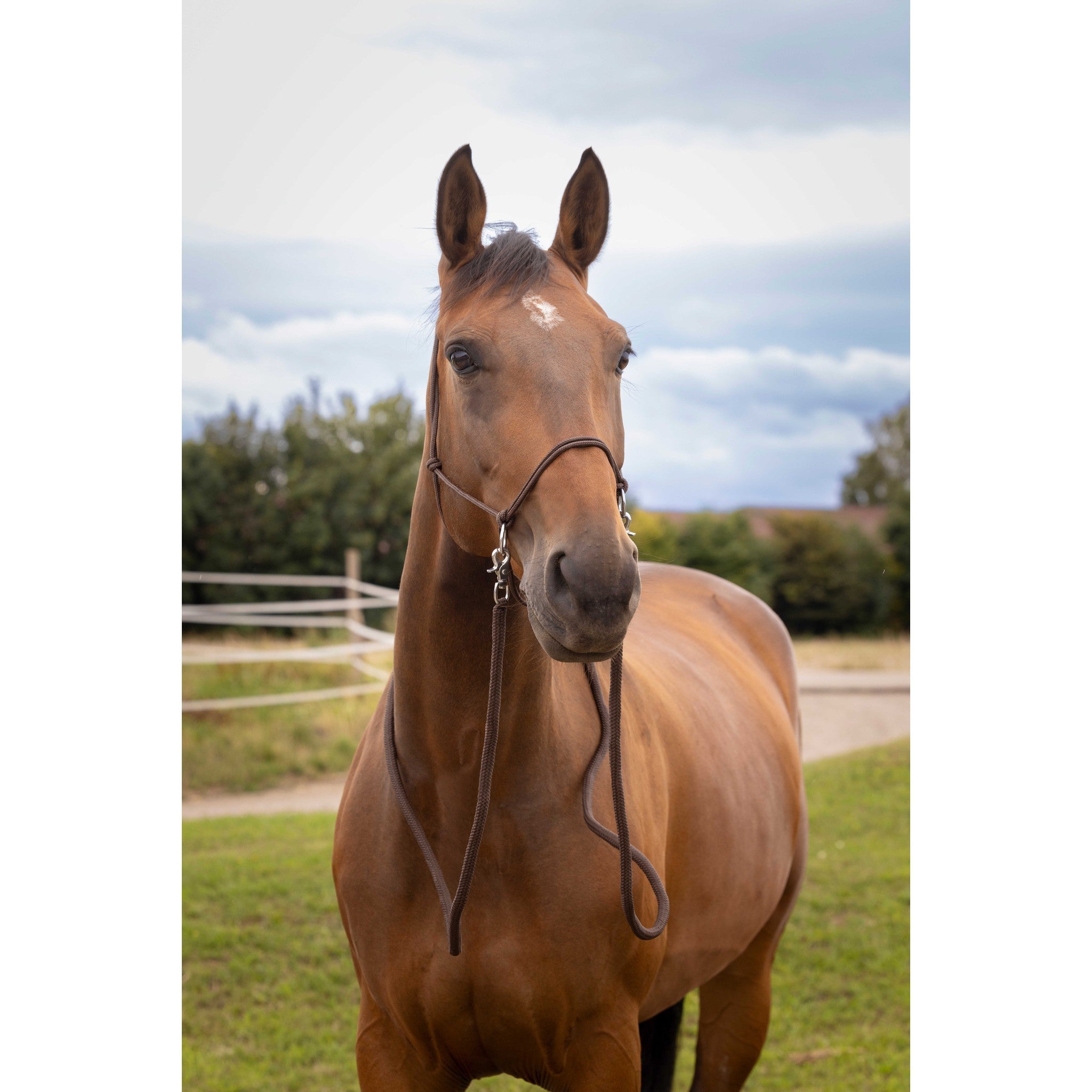 Norton Ethological halter with reins Brown 510155004