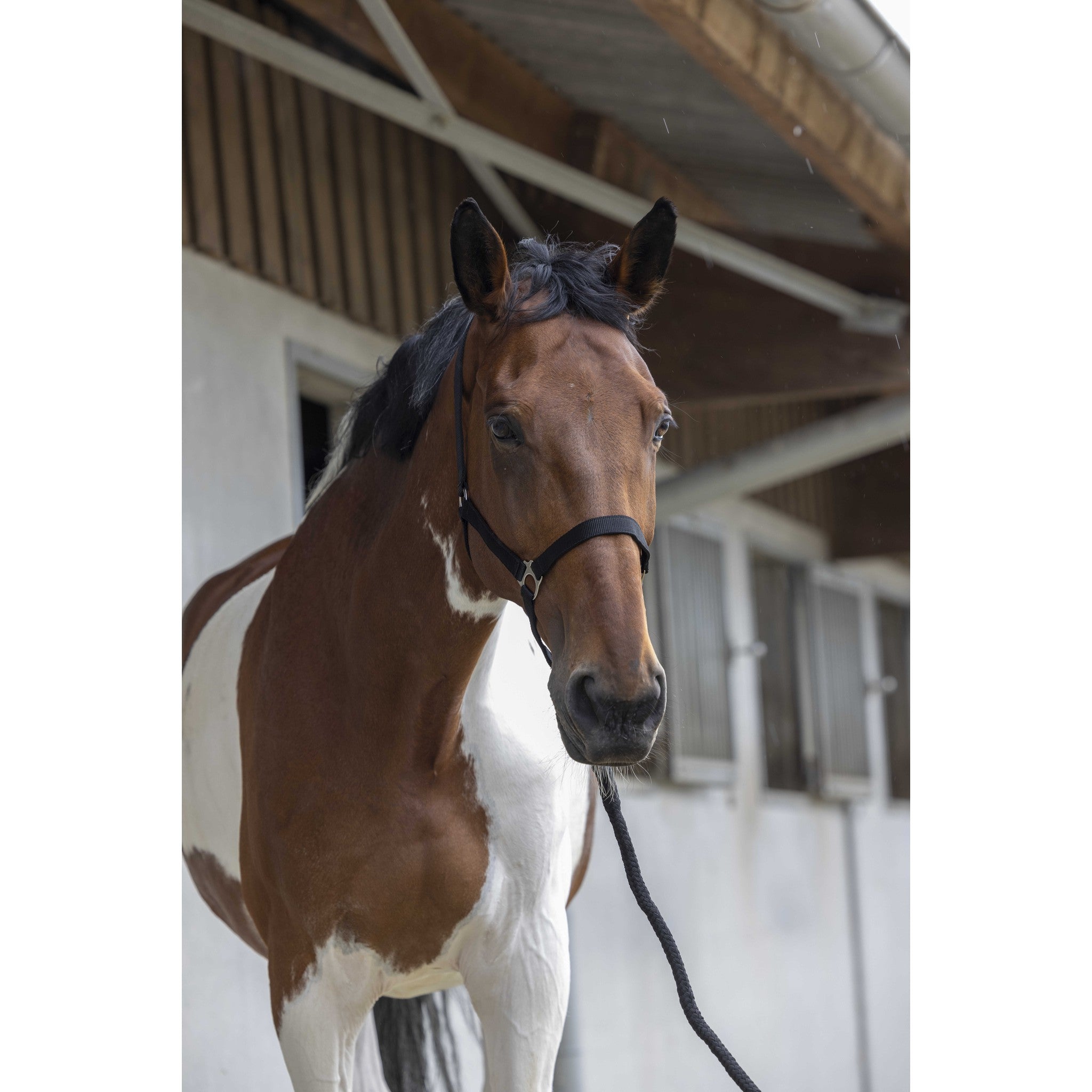 Riding World Club Headcollar and leadrope set Black 510118302