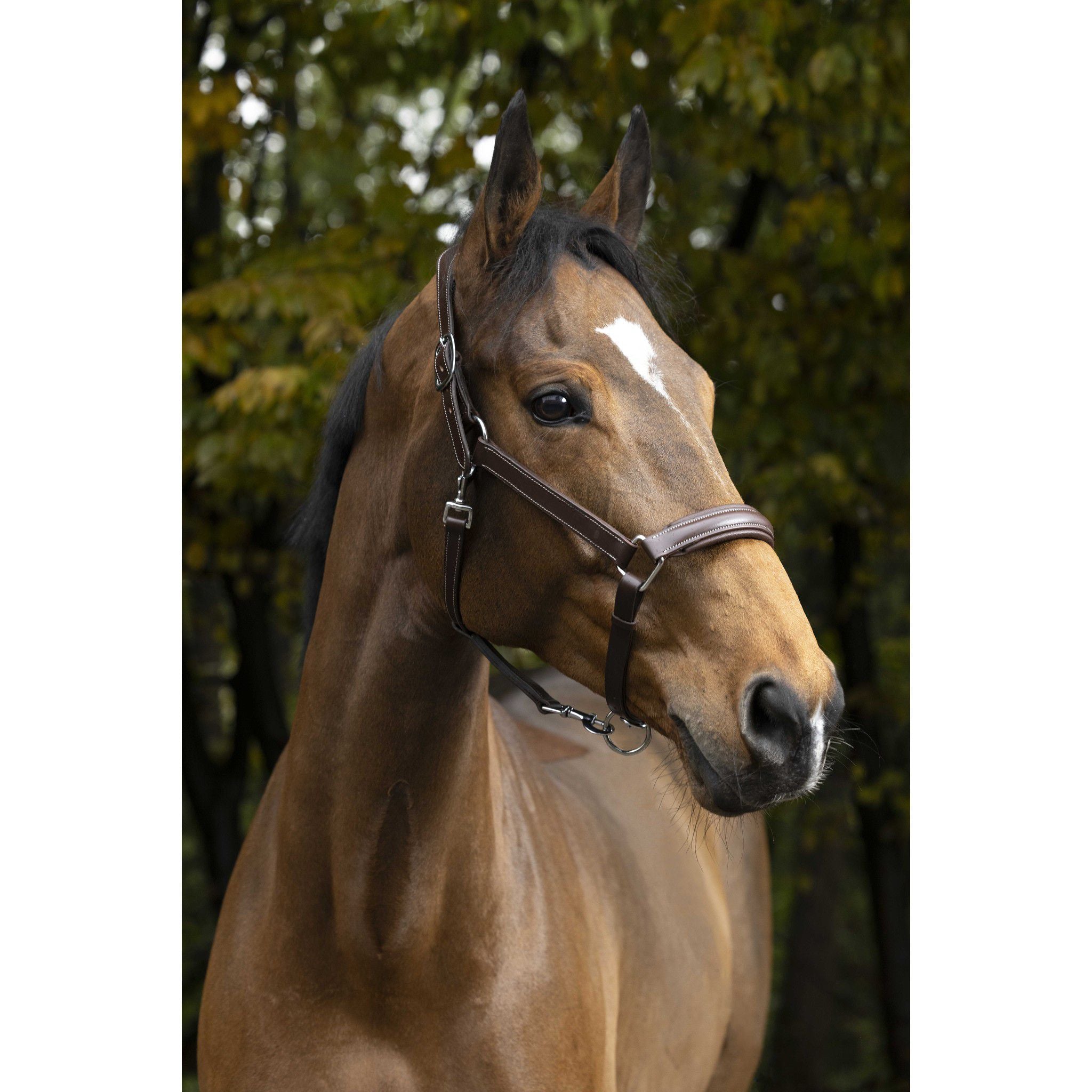 Norton Pro Anatomical head collar Havana 510300318