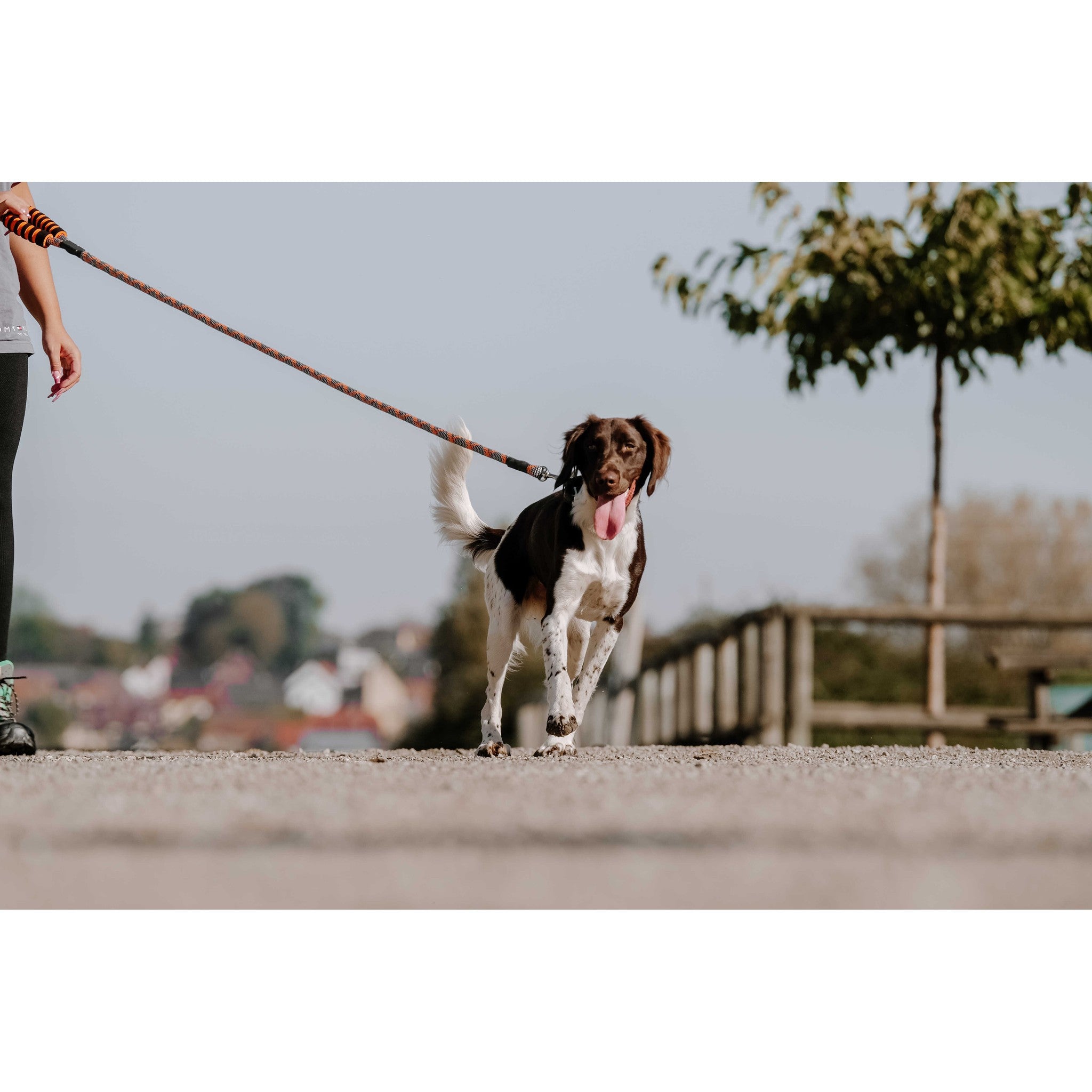 EQUITHÈME Haspen Dog Leash Black/neon orange 409055225